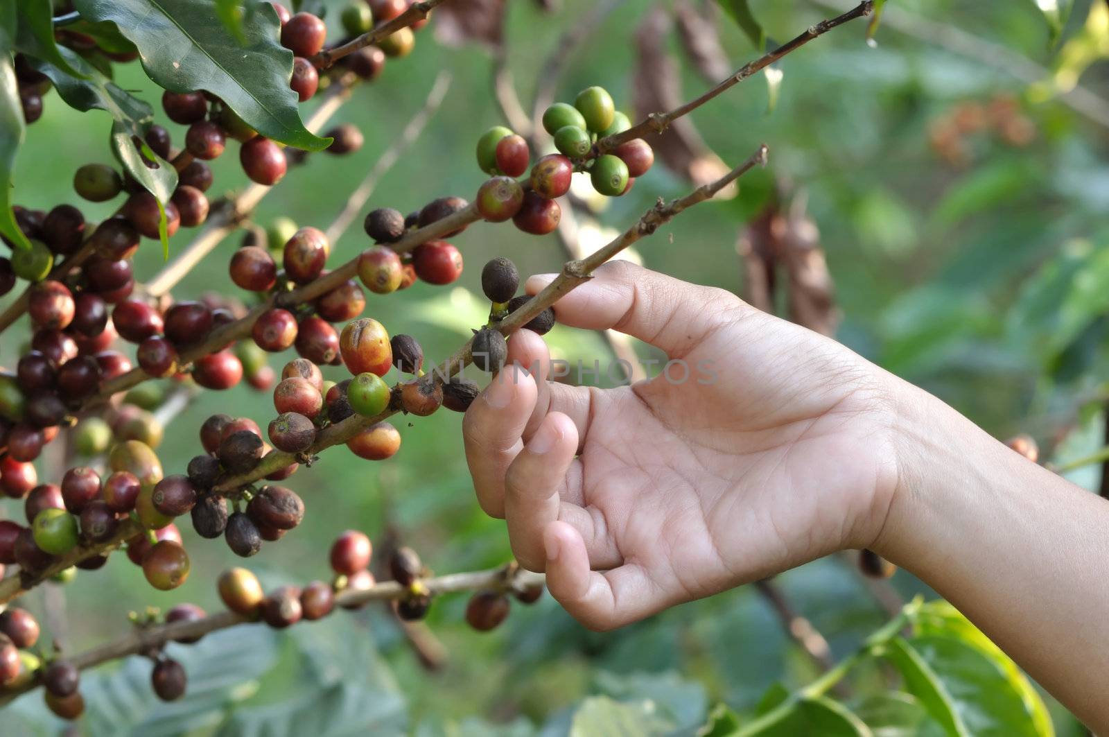 coffee bean on tree by anankkml