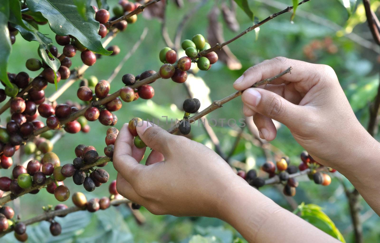 coffee bean on tree