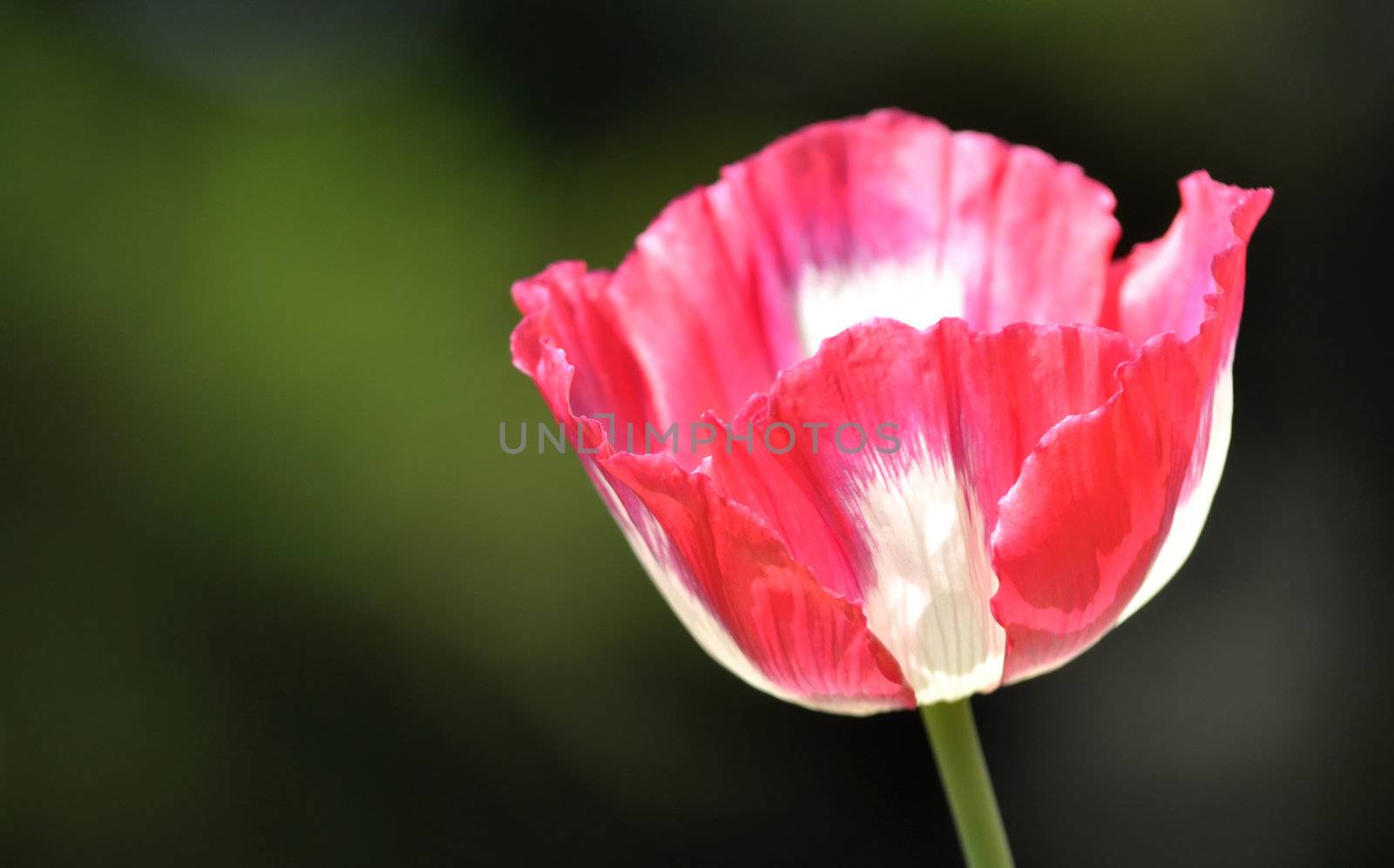 poppy flower