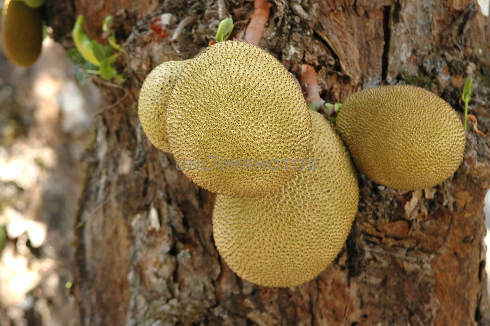 jackfruit by anankkml