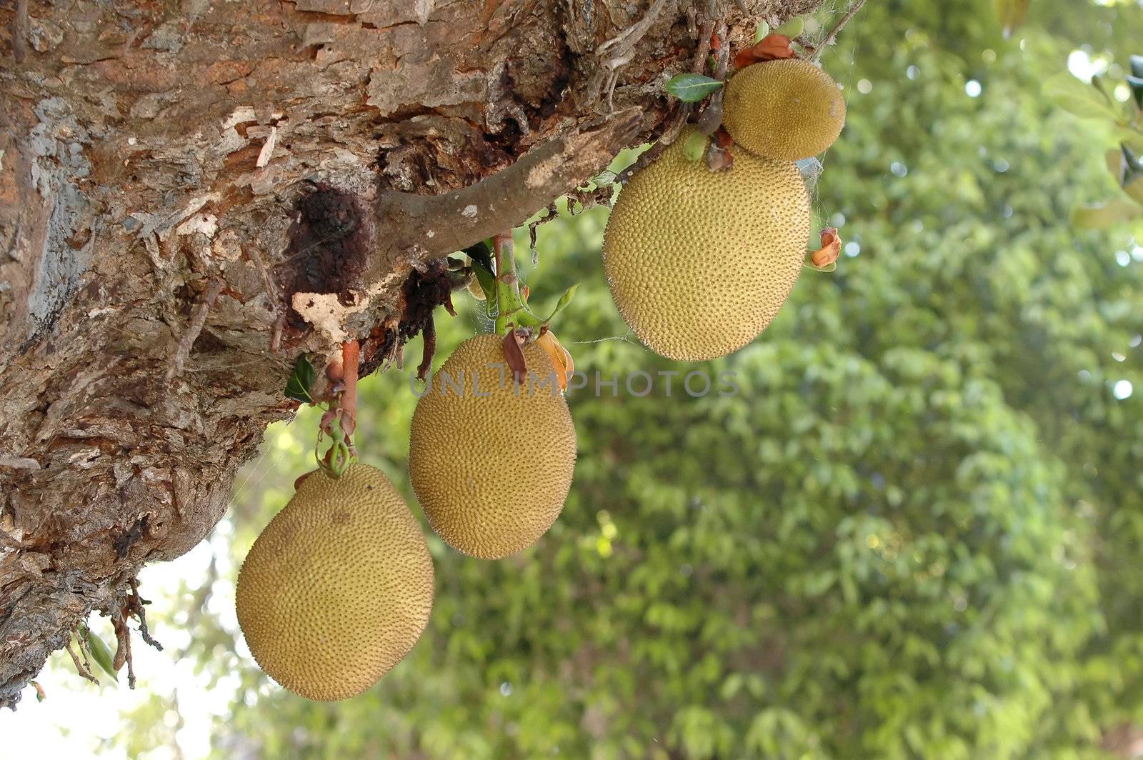 jackfruit by anankkml