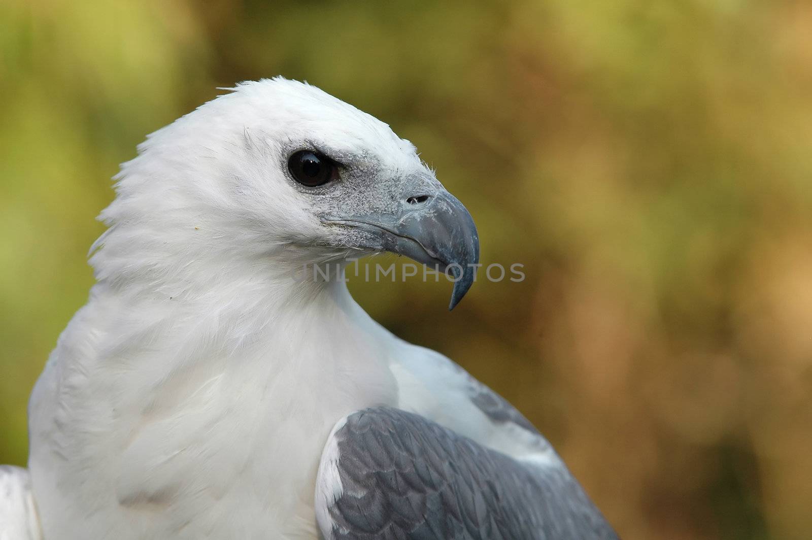 white bellied sea eagle