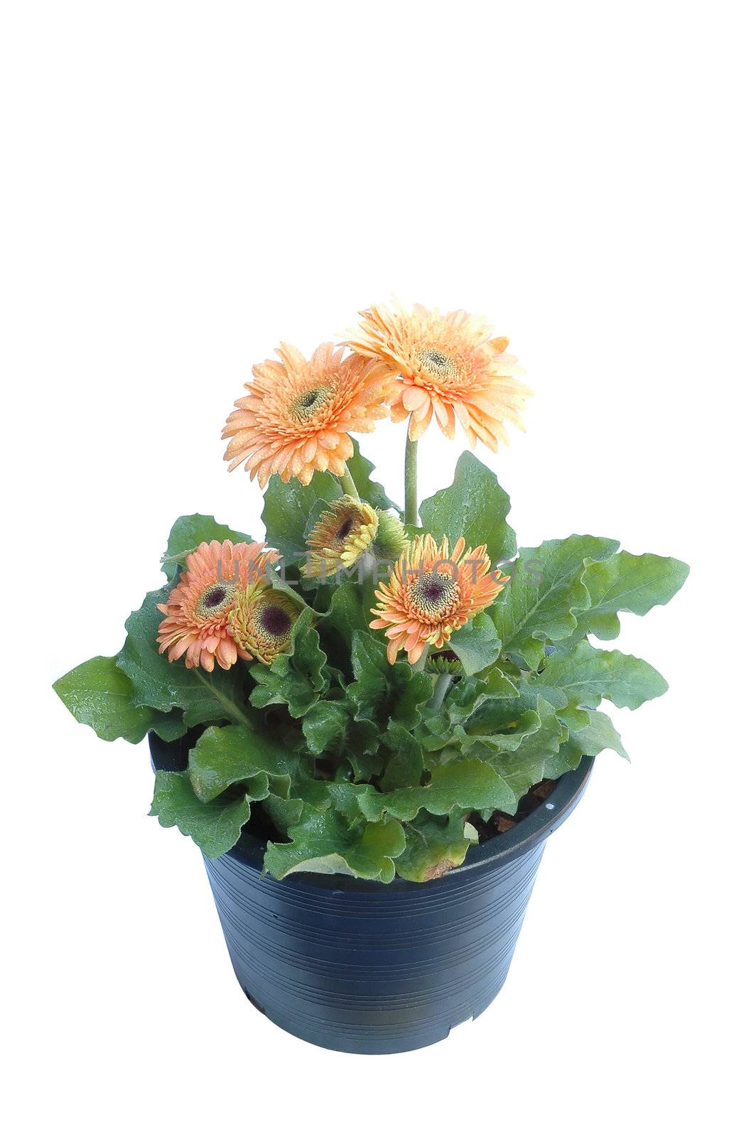 gerbera isolated