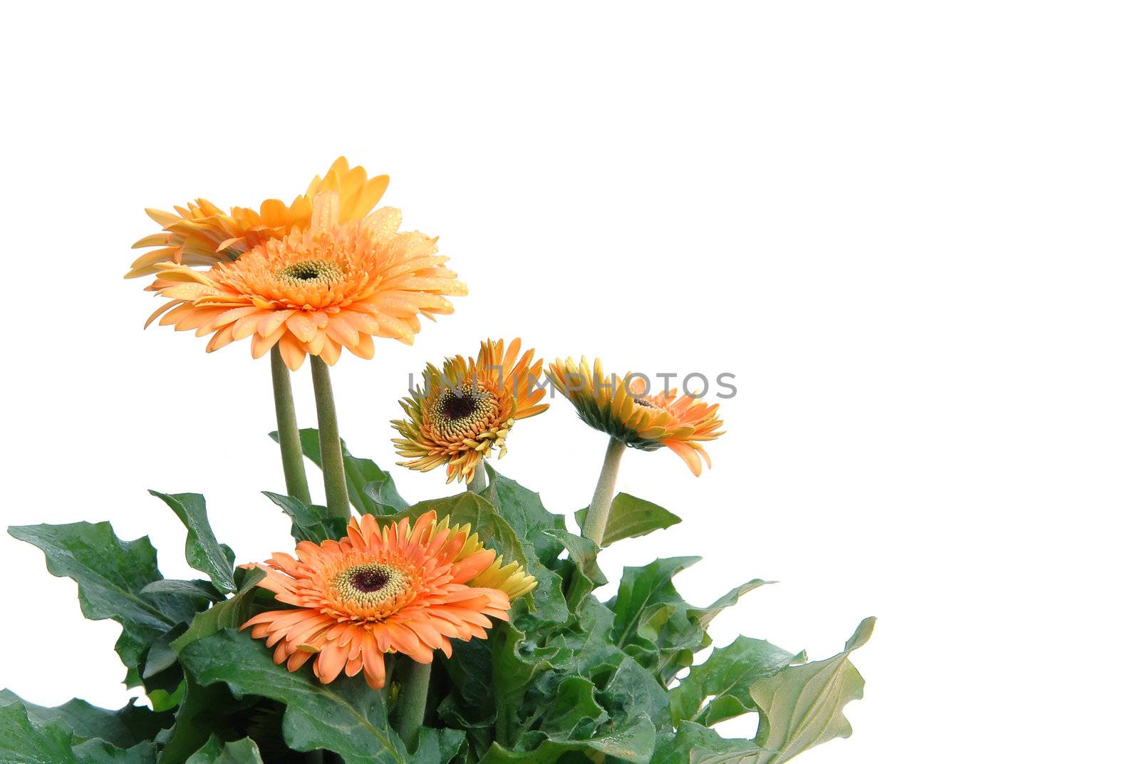 gerbera isolated