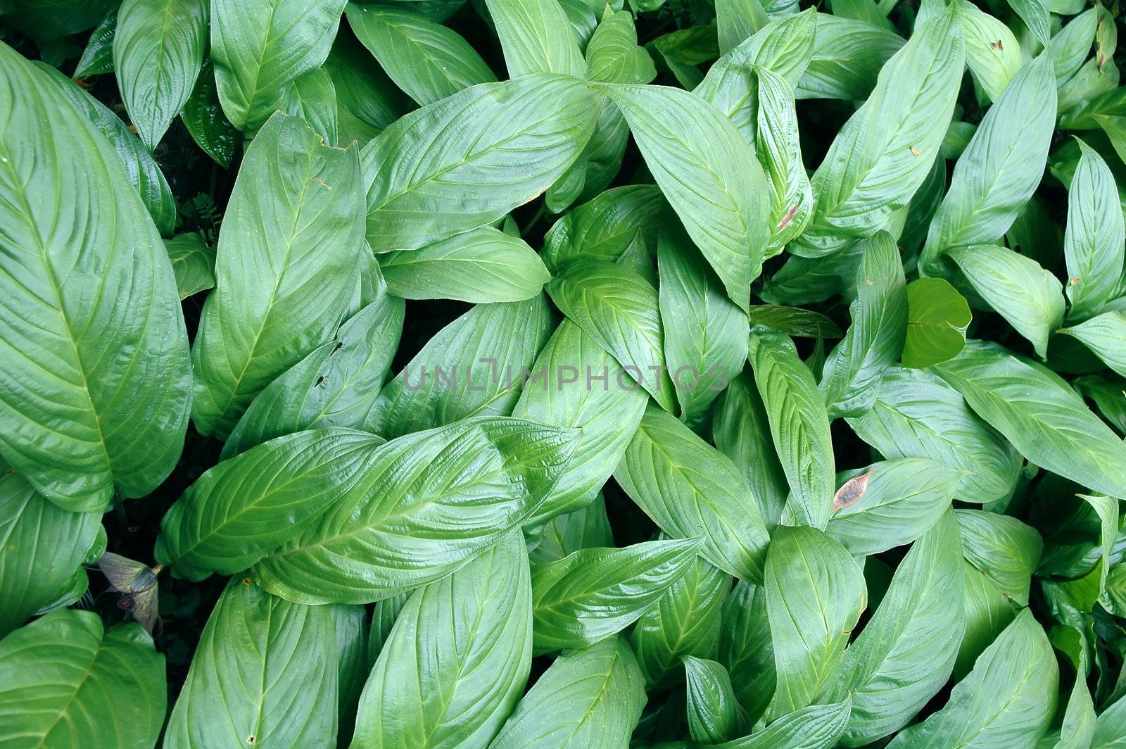 Green leaf background by anankkml