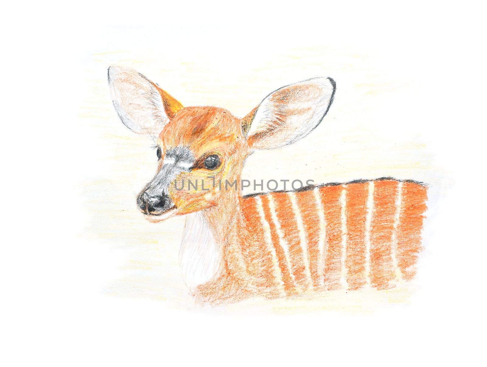 baby nyala  by anankkml