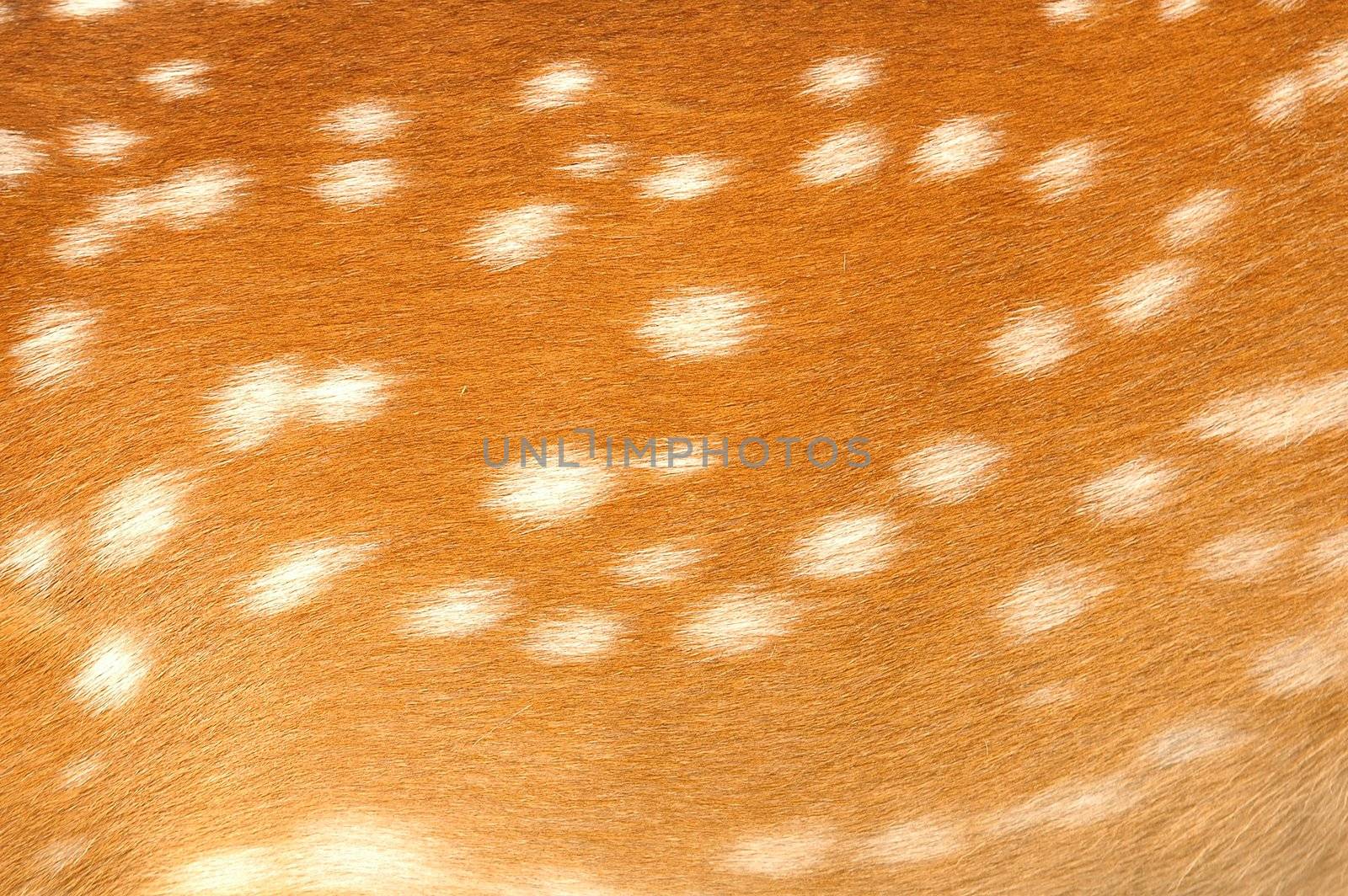 texture of real axis deer fur