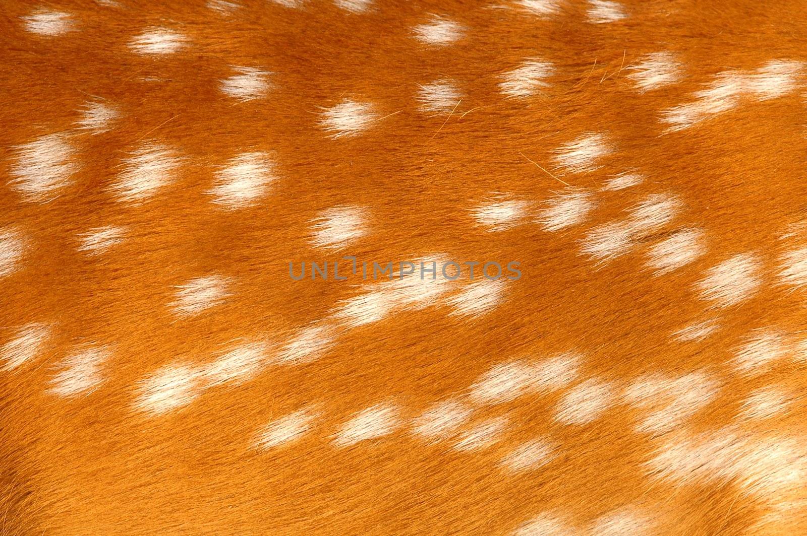 texture of real axis deer fur