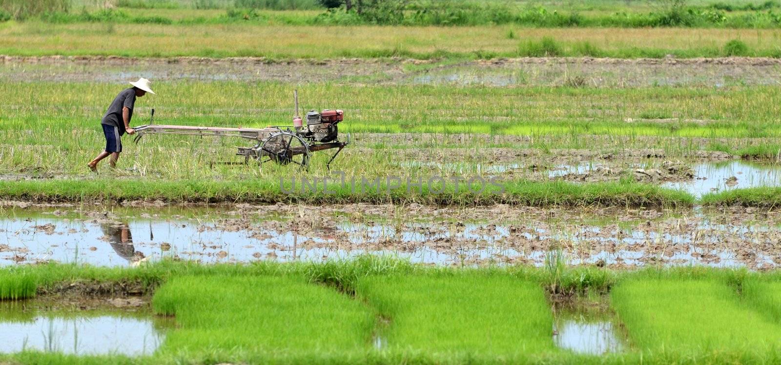 farmer preparing the ground for the growth of rice