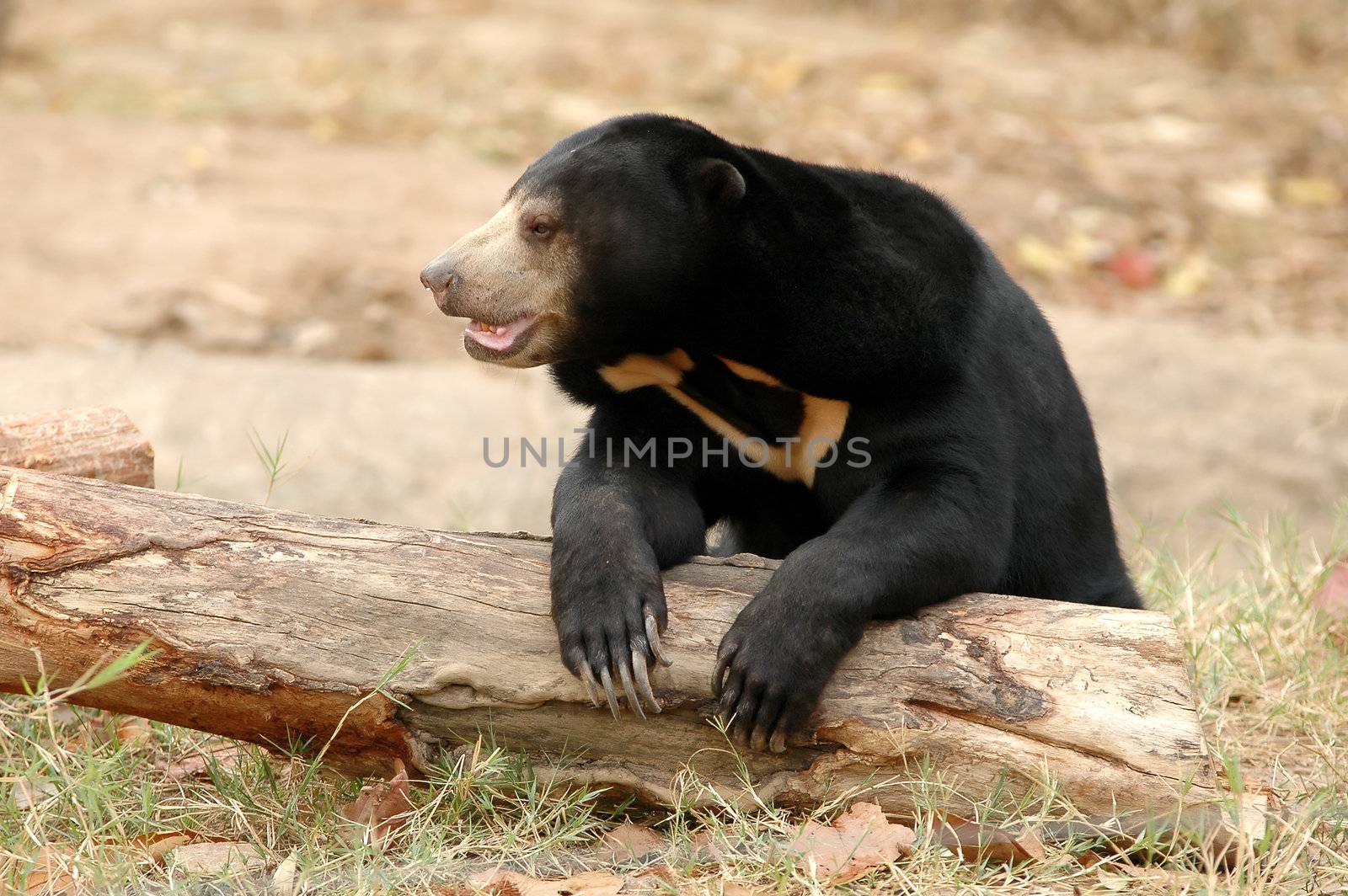 sun bear by anankkml