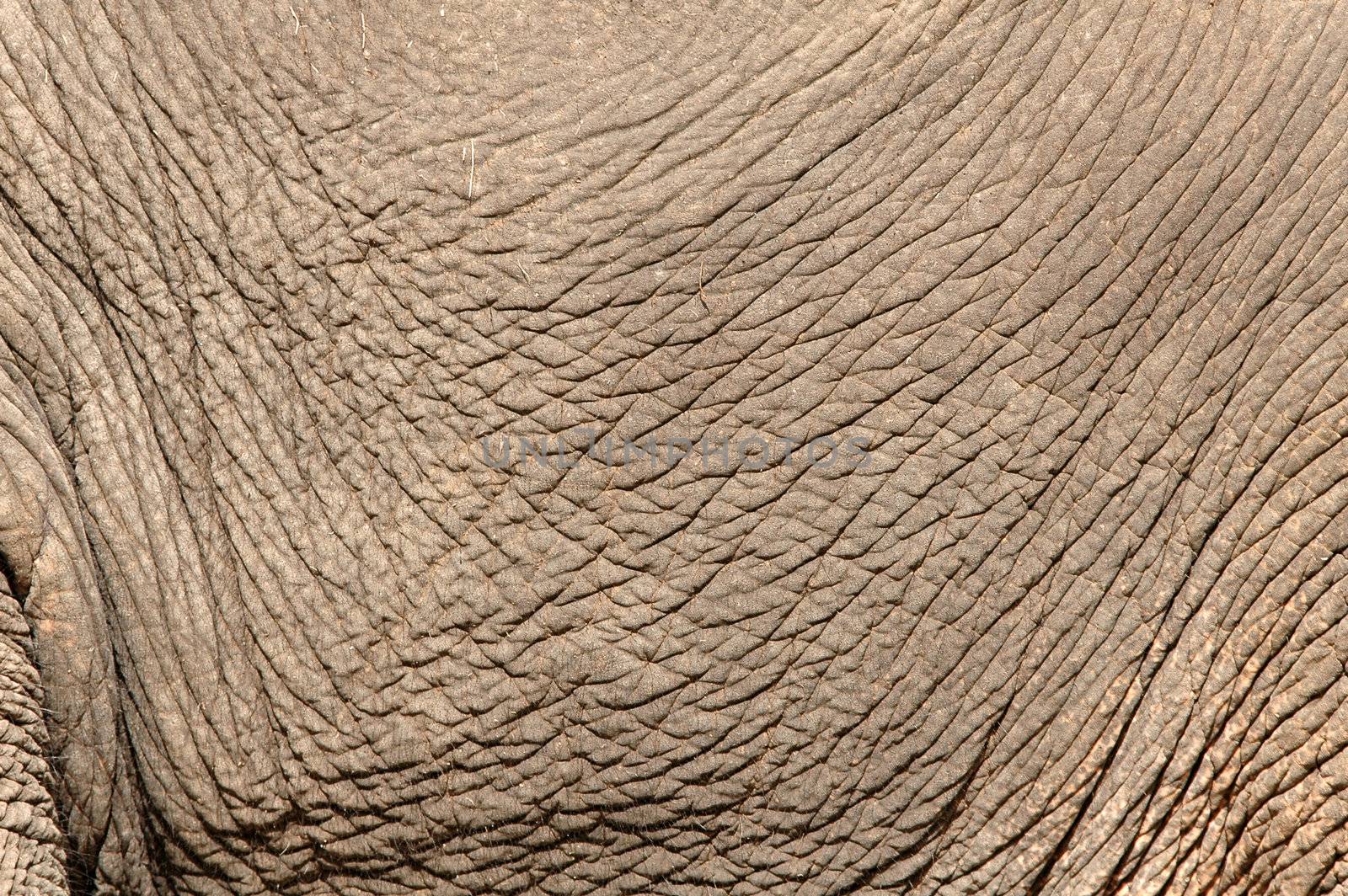 elephant skin by anankkml