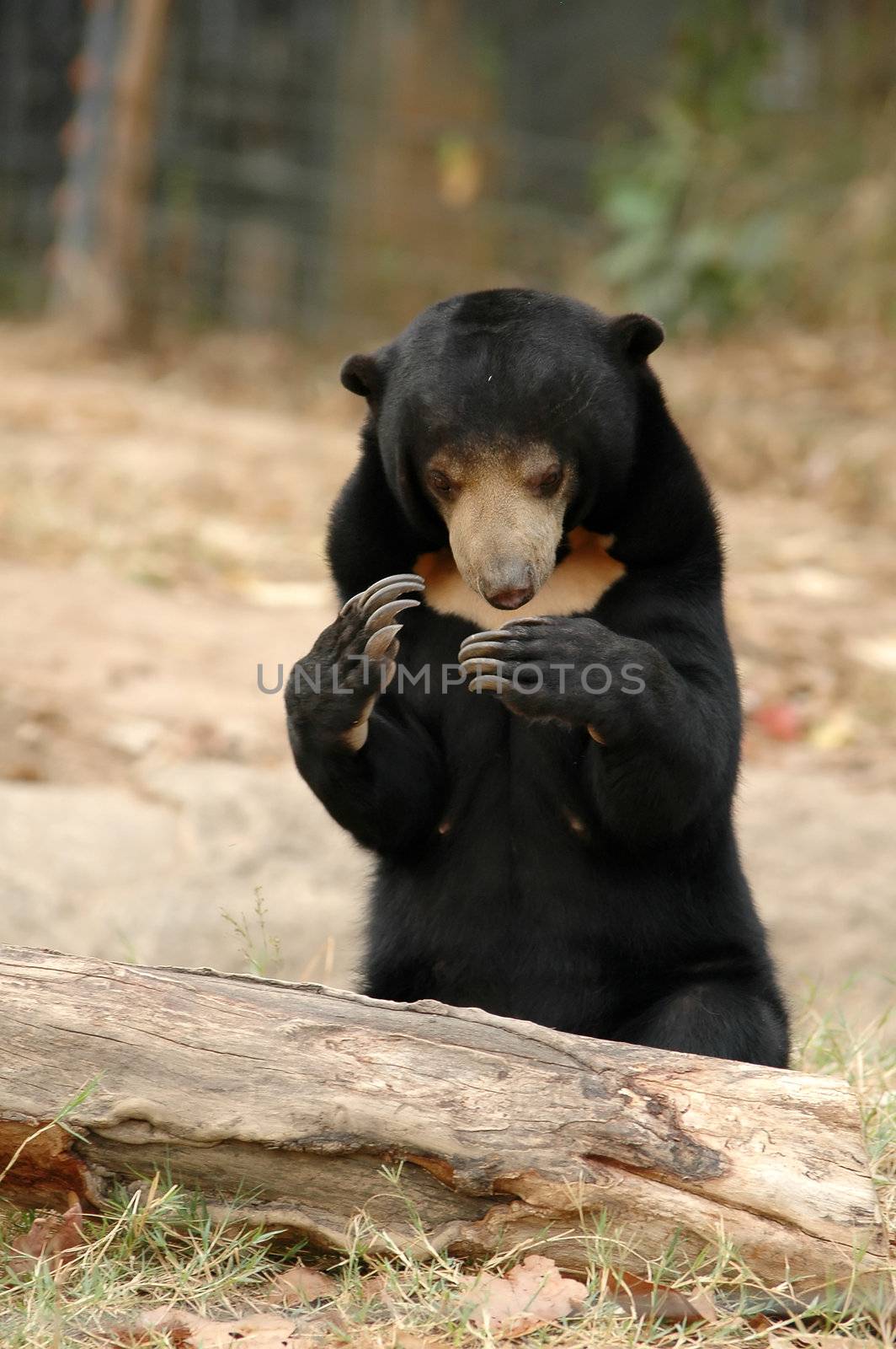 malayan sanbear the smallest bear in the world