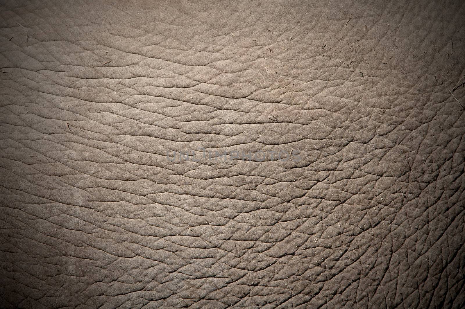 elephant skin by anankkml