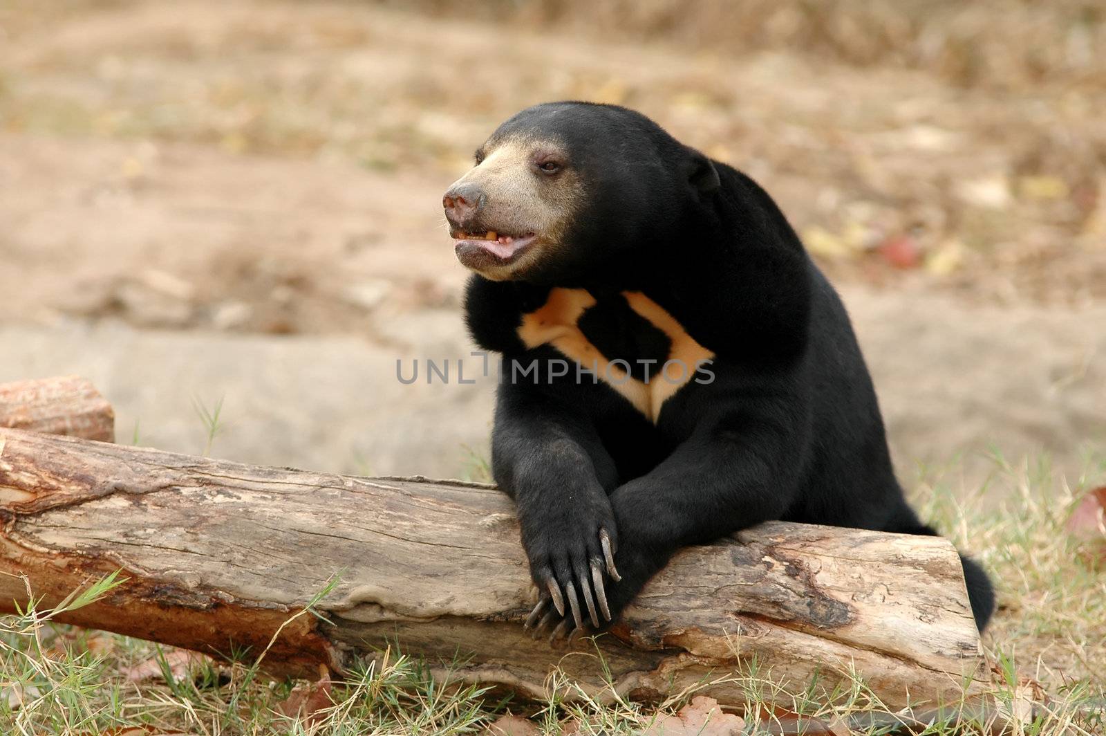 malayan sanbear the smallest bear in the world