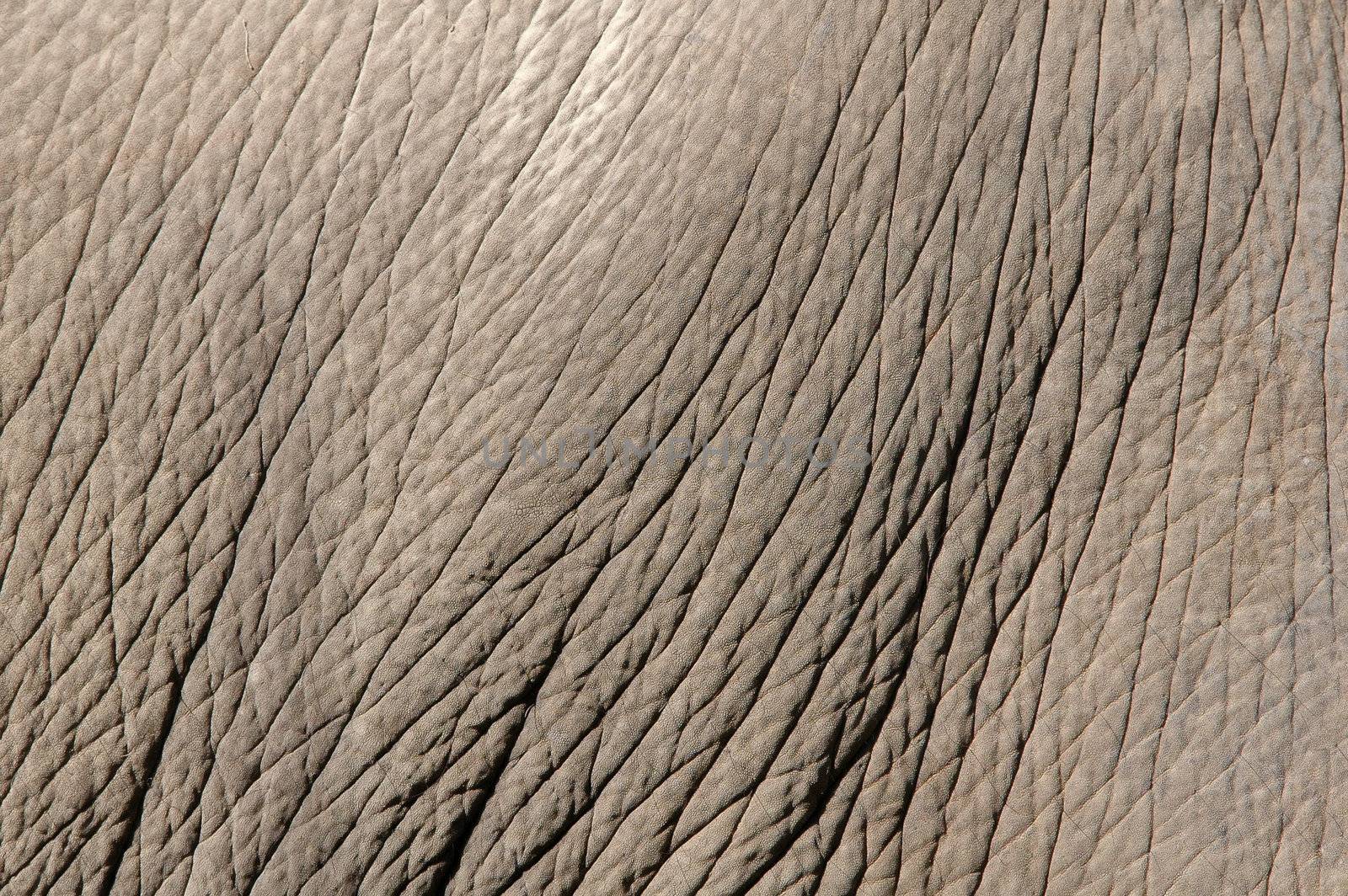 elephant skin