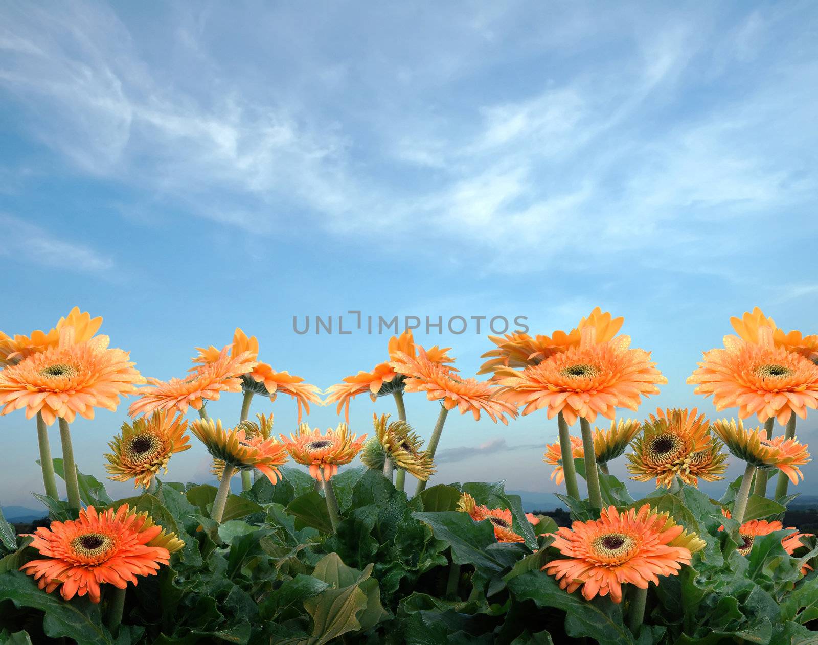 a cluster of gerbera and blue sky