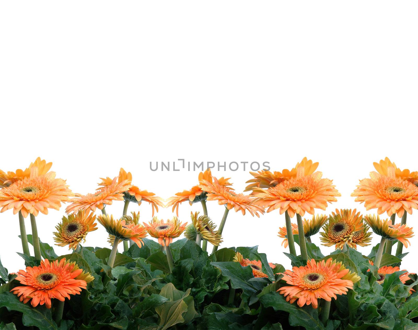 a cluster of gerbera and white background