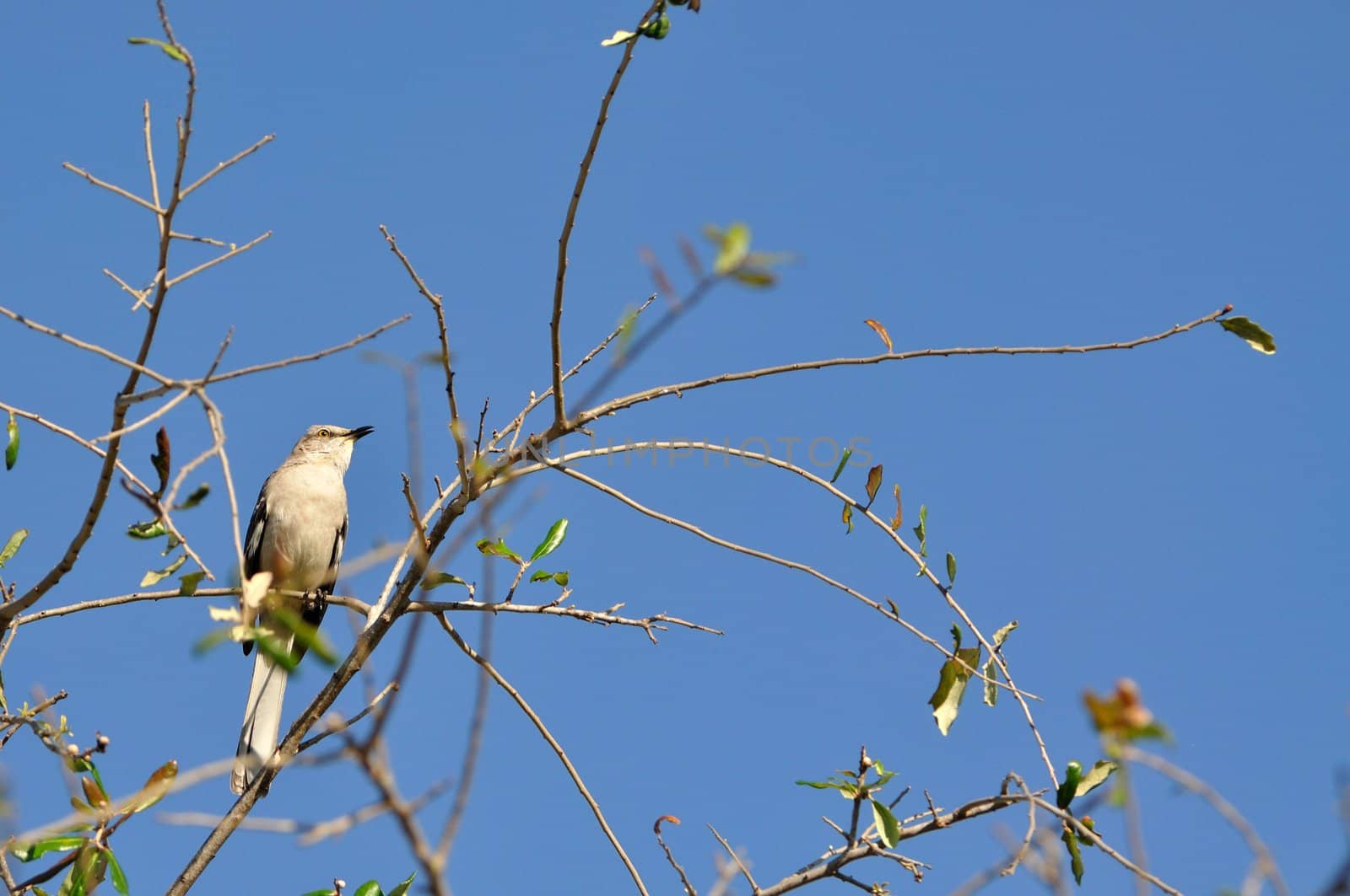 A mockingbird sings while perched on a tree.