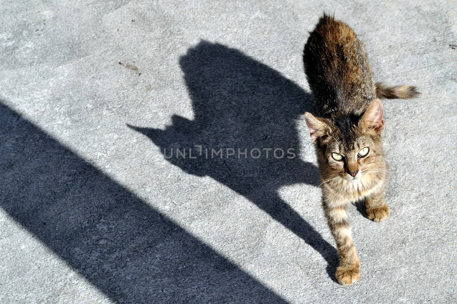 A grey stray cat and its shadow approach the photographer.