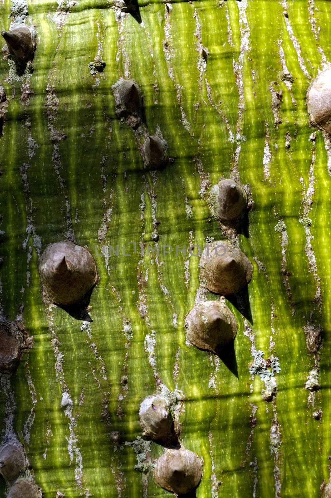Sharp thorns on the trunk of a Silk Floss tree