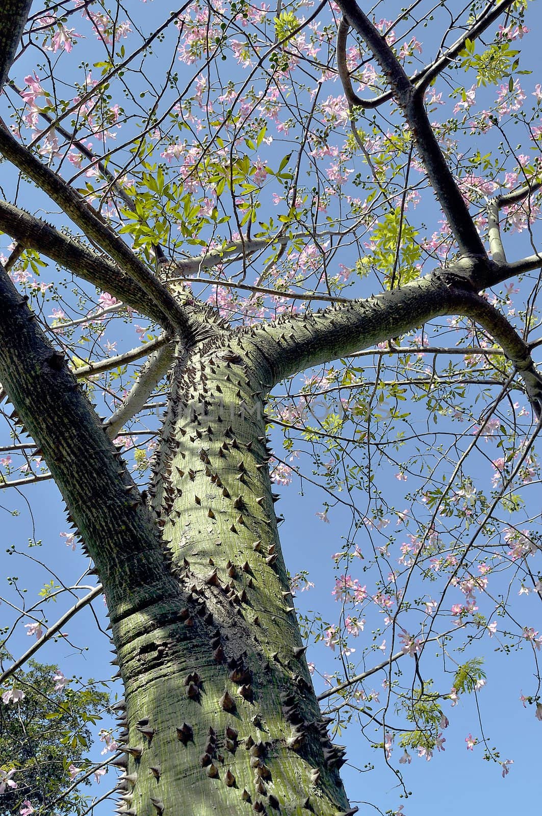 The thorny trunk of a Silk Floss tree in South Florida