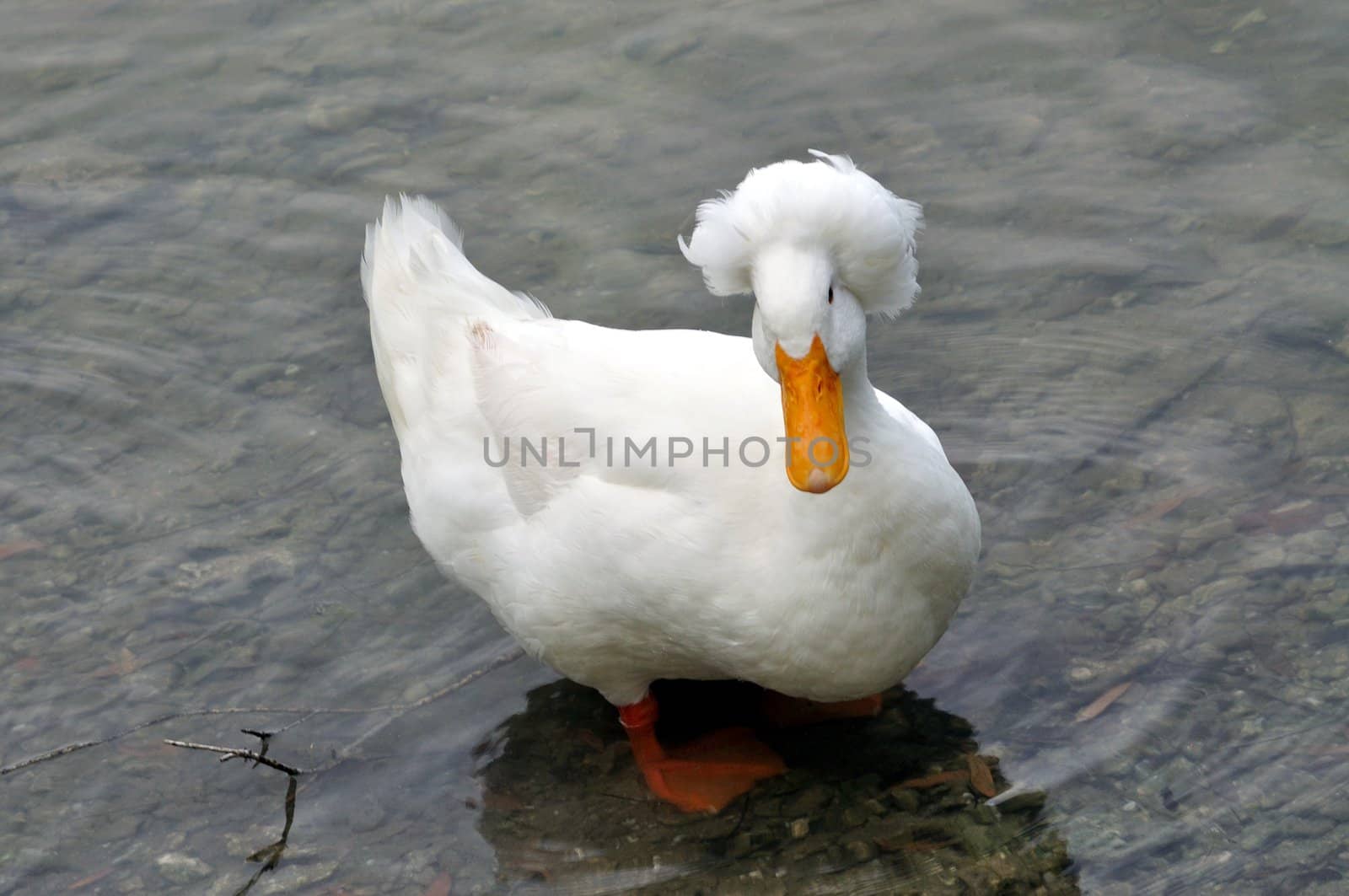 A white crested duck in a lake looks at the camera