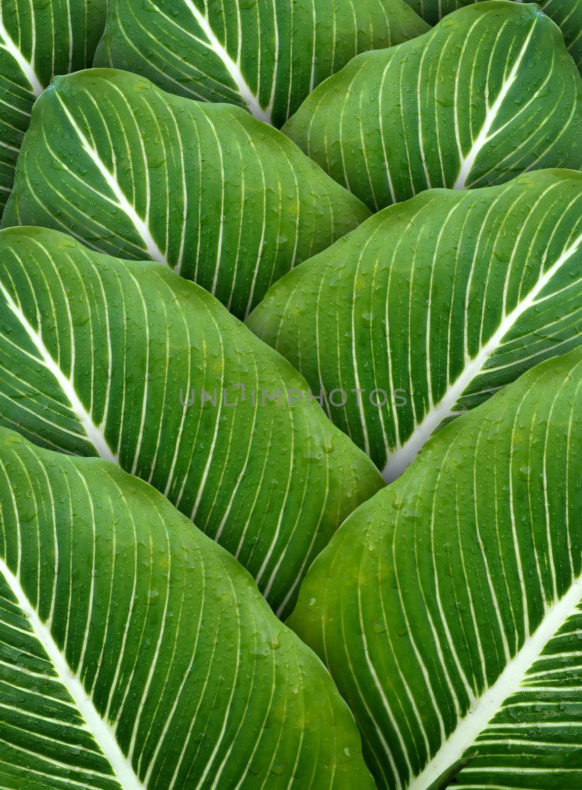 water drop on leaves by anankkml