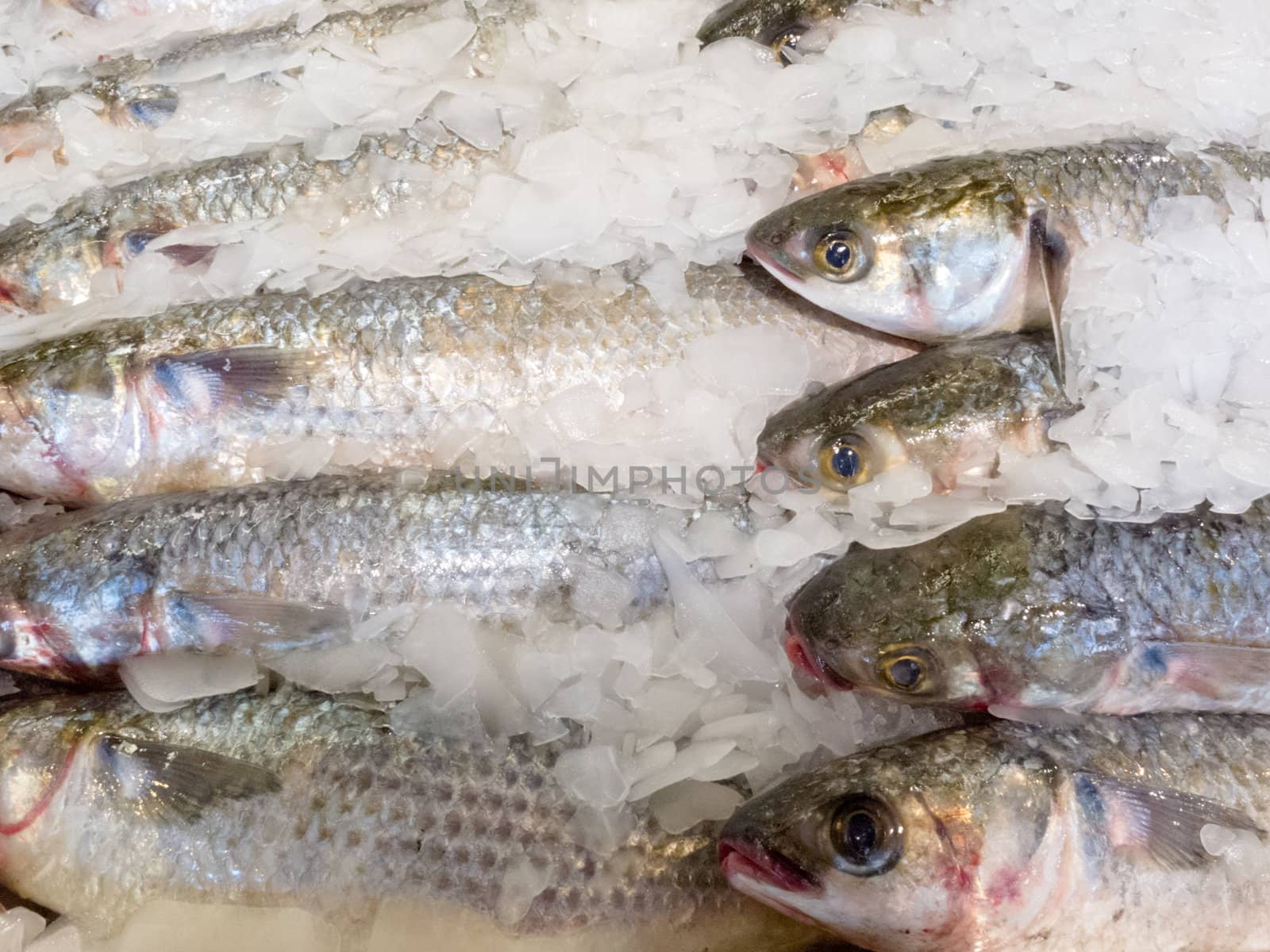 Offering of fresh fish chilled with crushed ice at a fishery, fish market or supermarket on display for shoppers to buy for a delicious seafood dinner