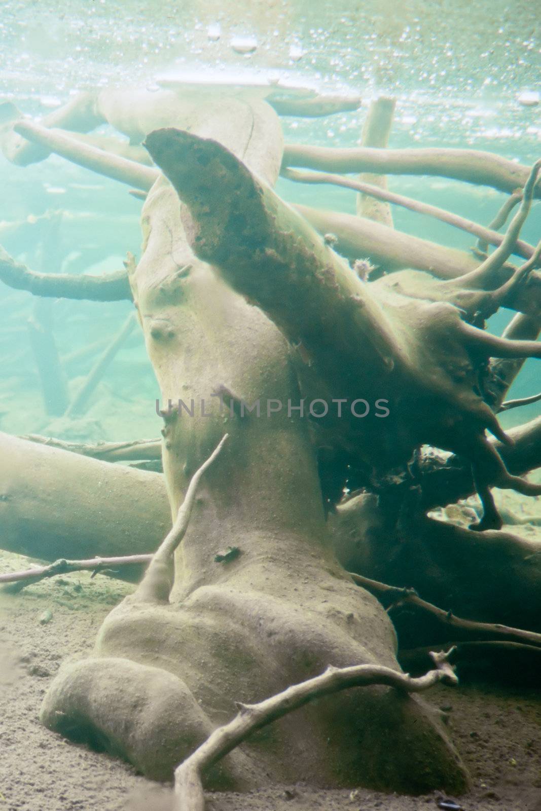 Underwater shot in frozen beaver pond with sunken wood and underside of thick layer of ice