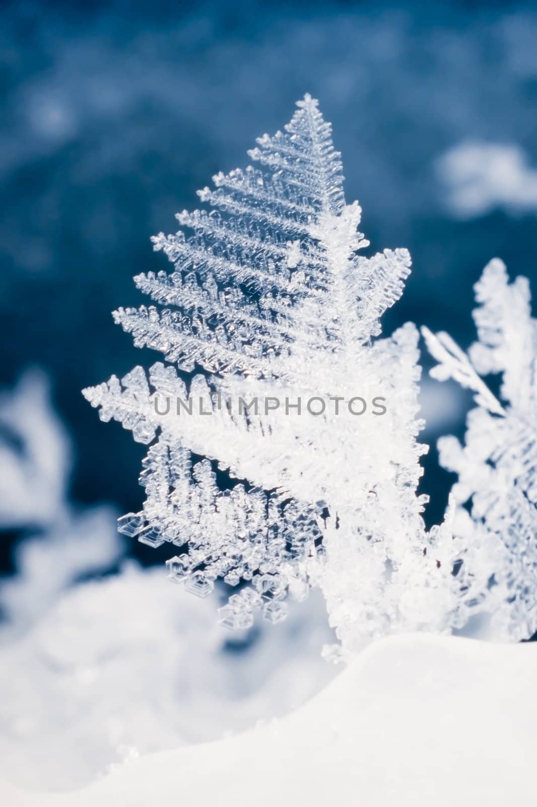 Close-up of real snowflake by PiLens
