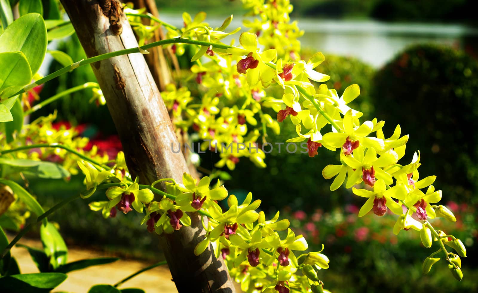 Nice yellow orchid in garden