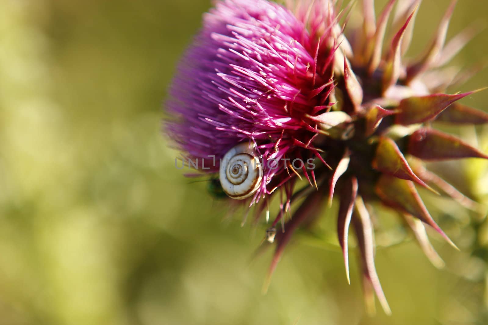 thorn with snail on green background