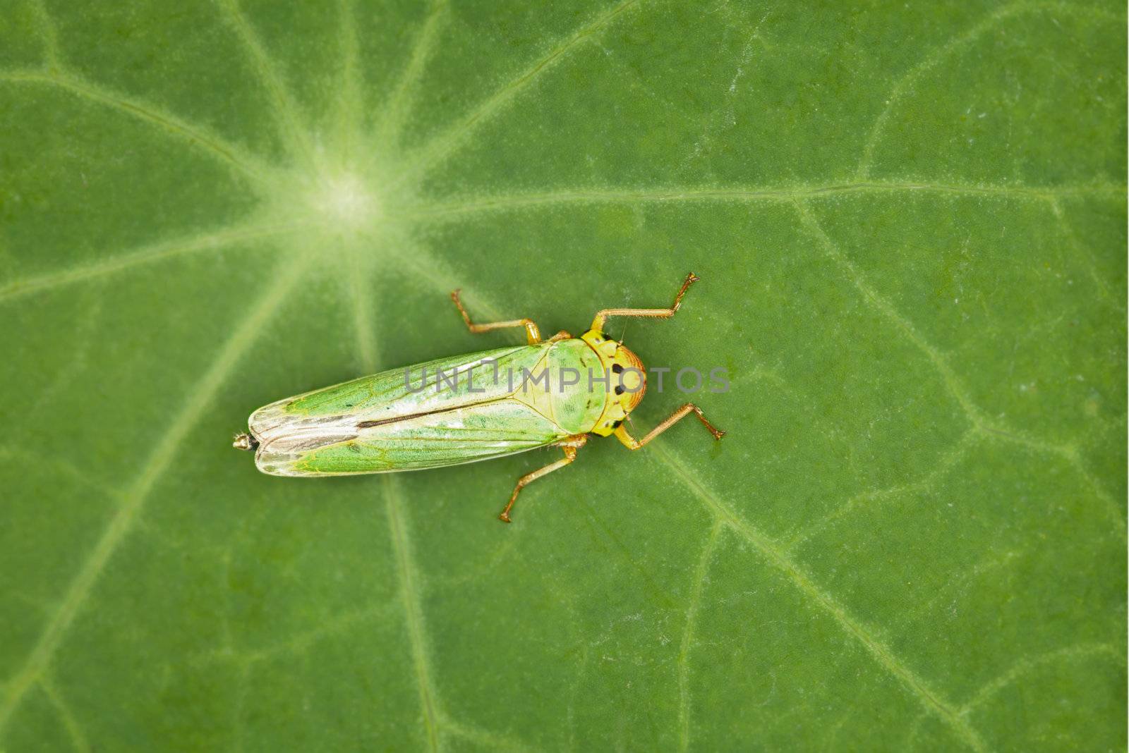 Leafhopper - small green insect on a plant leaf