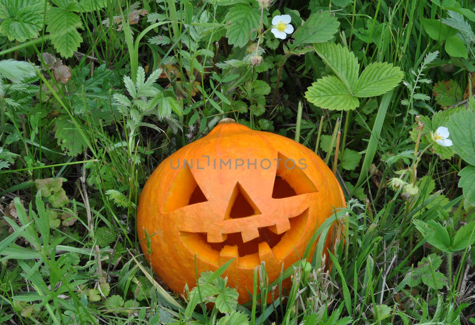 Symbol Halloween - a pumpkin O Lantern in wild strawberry thickets