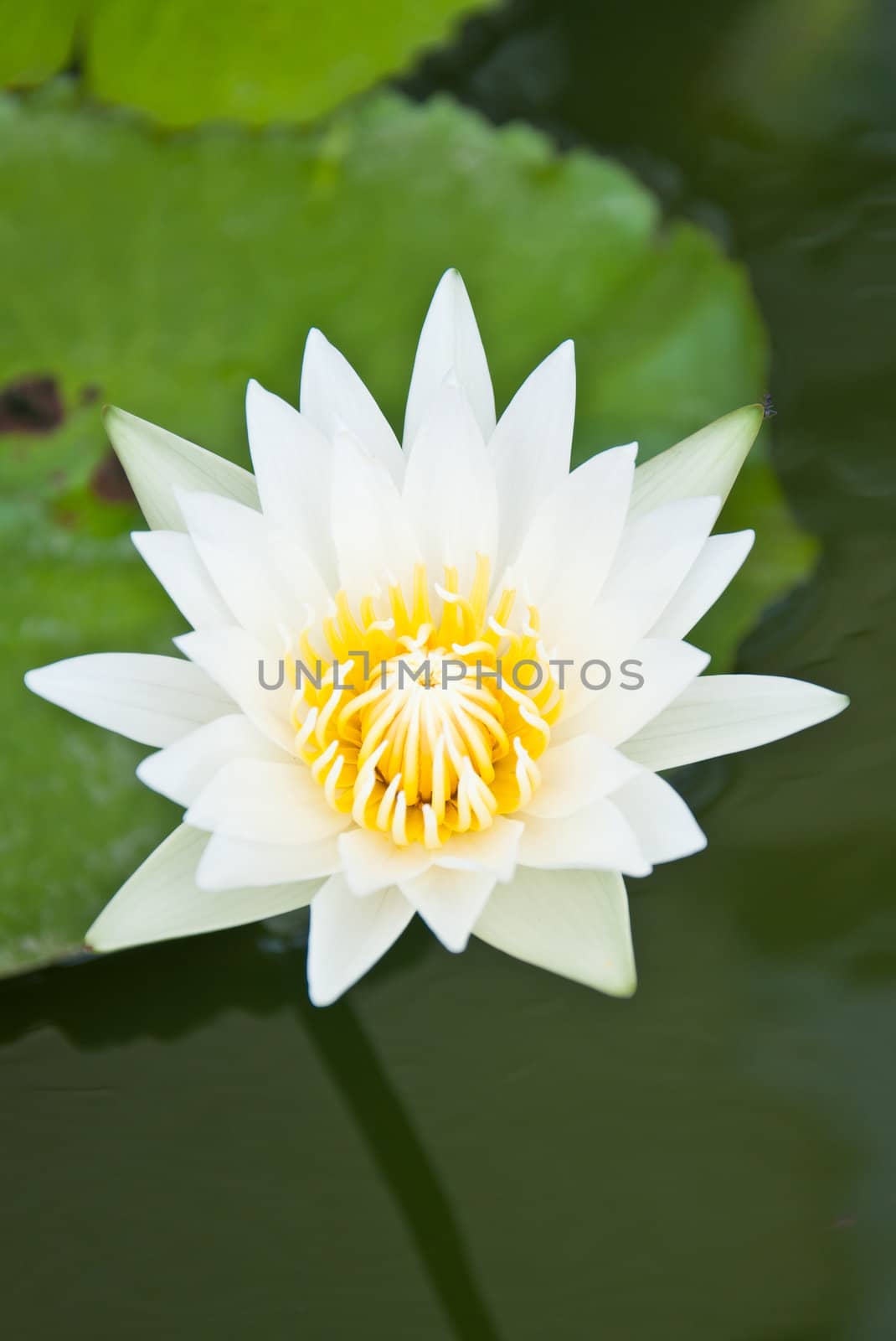 white lotus in the garden