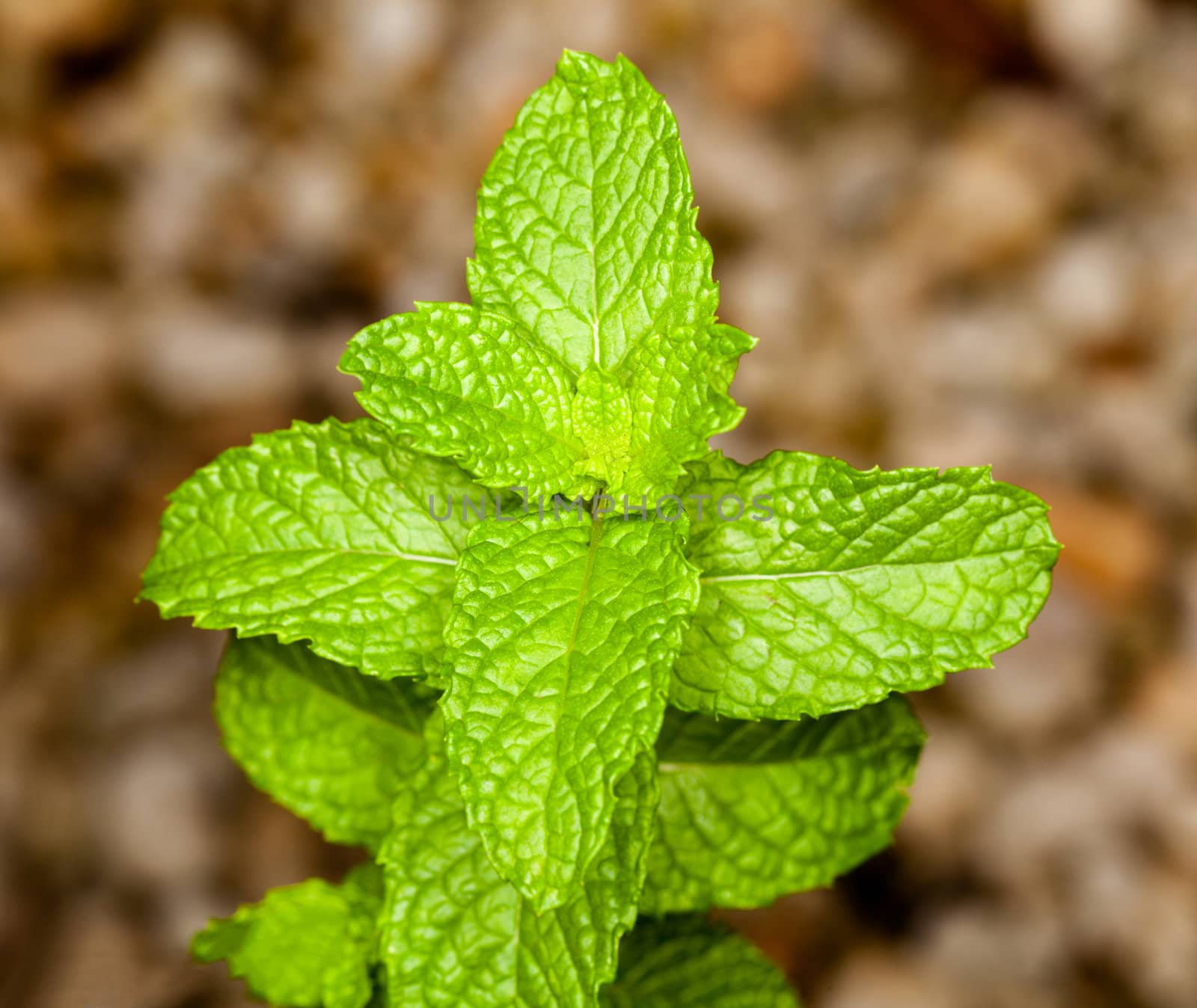 Leaves of Mint or Mentha plant herb in macro