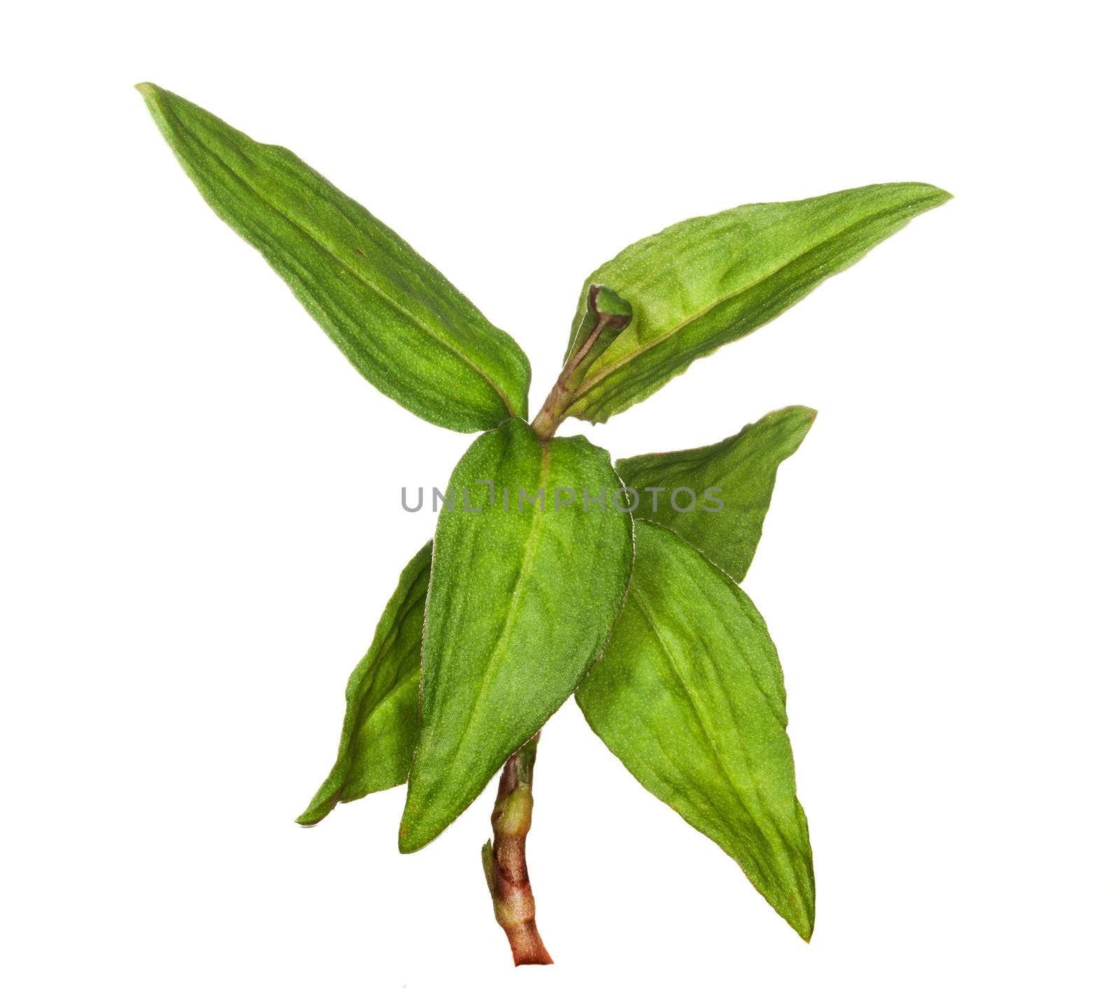 Leaves of vietnamese coriander plant herb in macro isolated against white background
