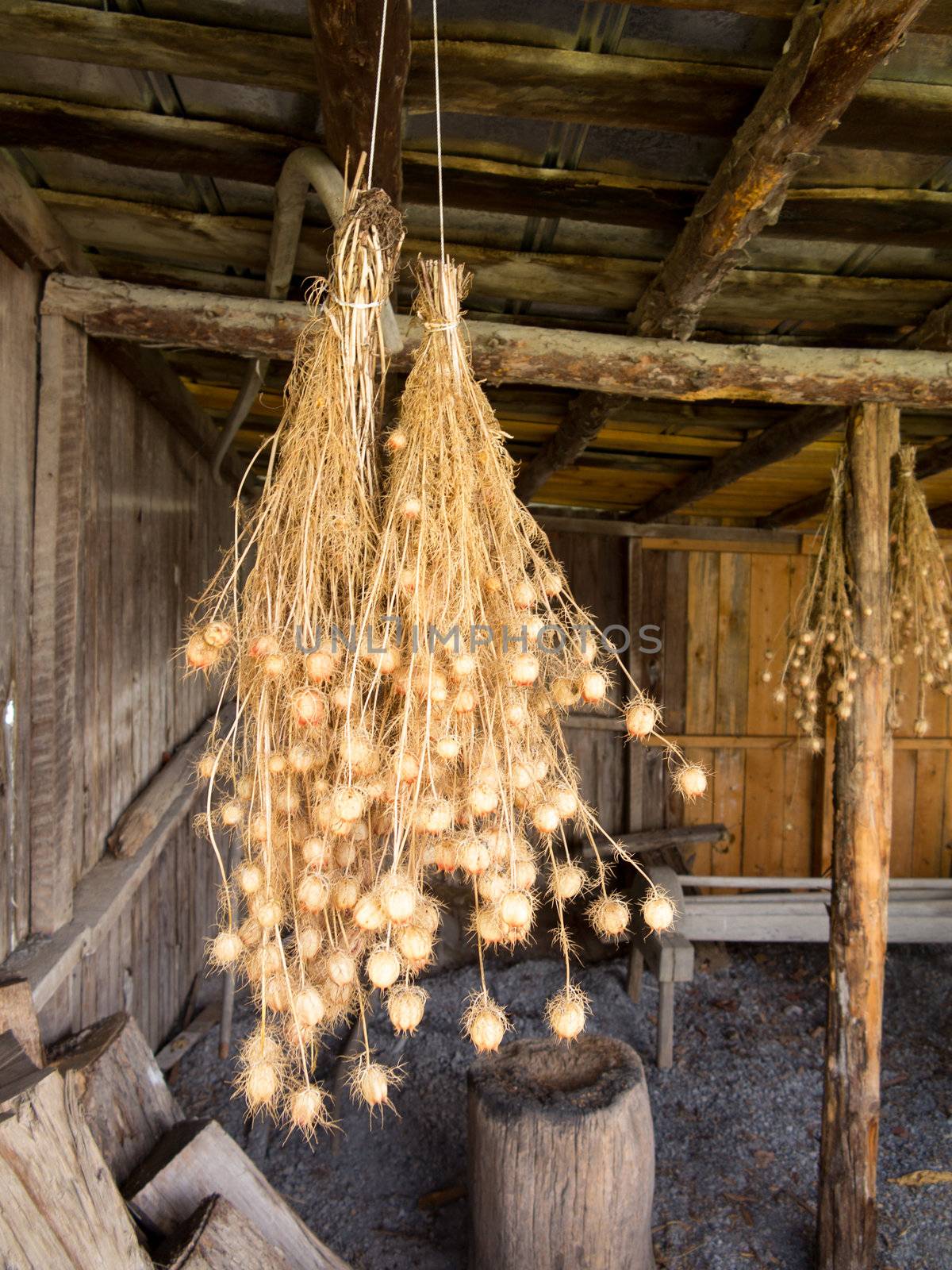Bunches of drying Nigella plant herbs hanging from rafters of wooden barn