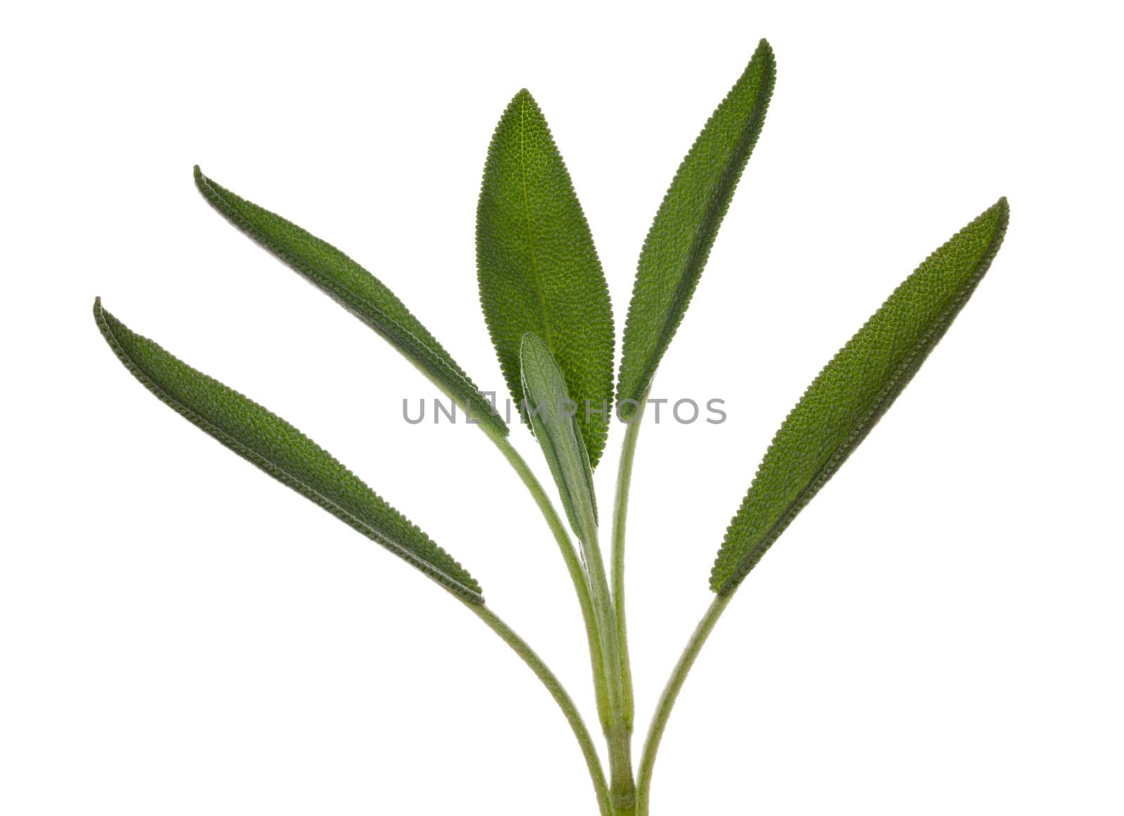 Leaves of Sage plant herb in macro isolated against white background