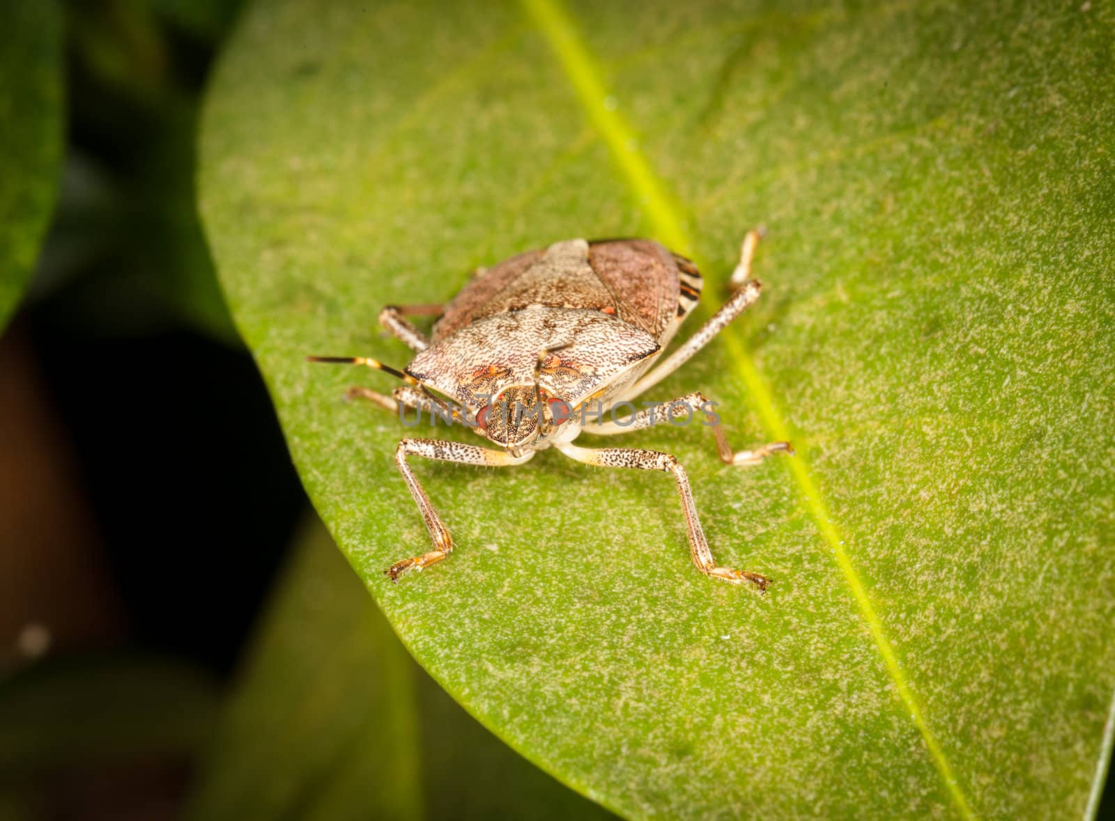 Macro shot of stinkbug or shield bug on the leaf of evergreen