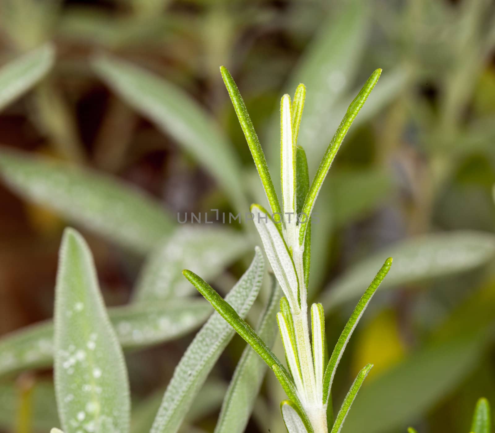 Leaves of rosemary herb with Sage plant herb in macro in background
