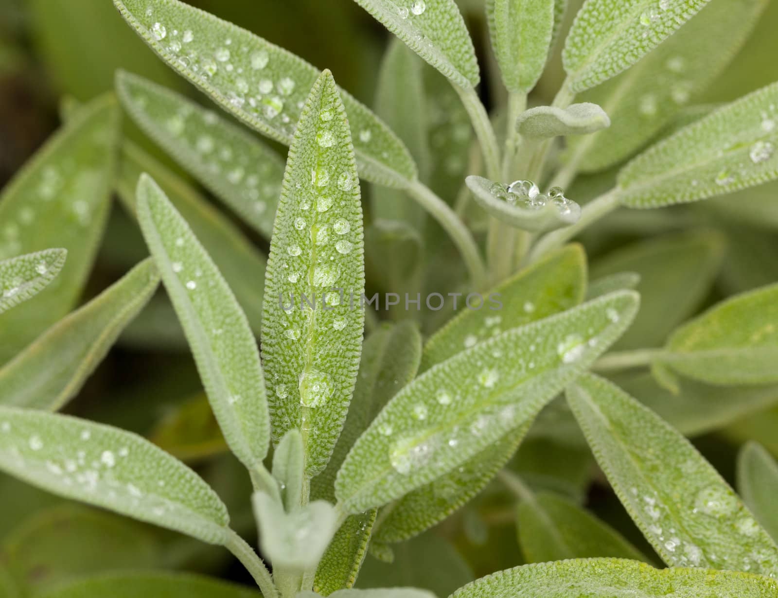 Leaves of Sage plant herb in macro with rain drops