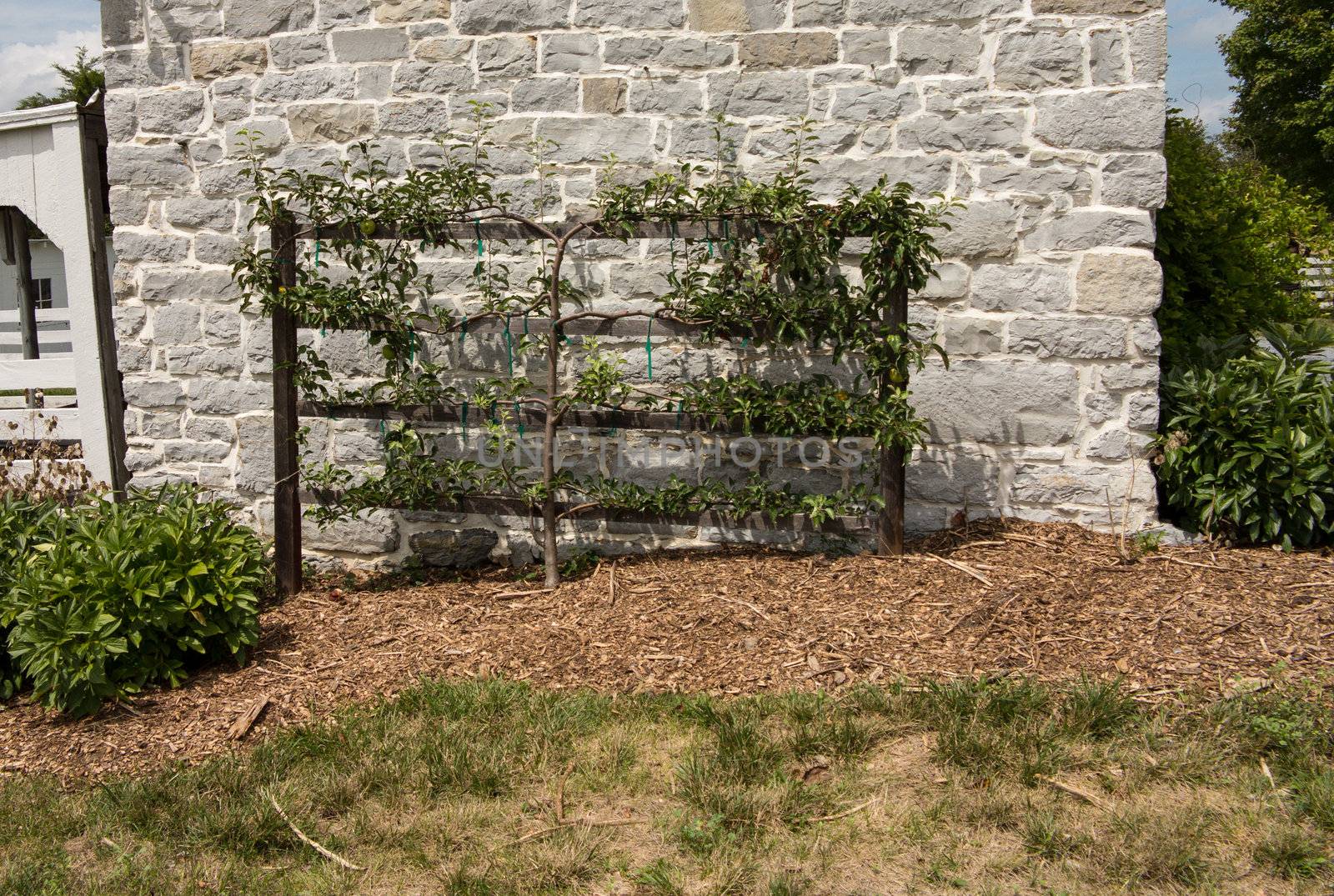 Apple tree trained in espalier against wall of stone building