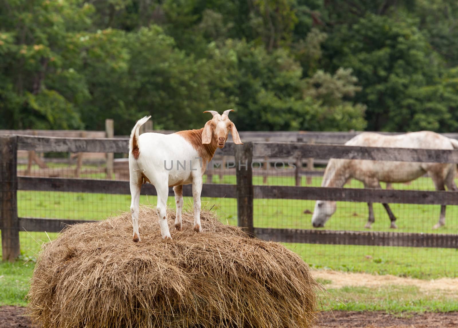 Goat standing on top of bale of straw in farm field with horse