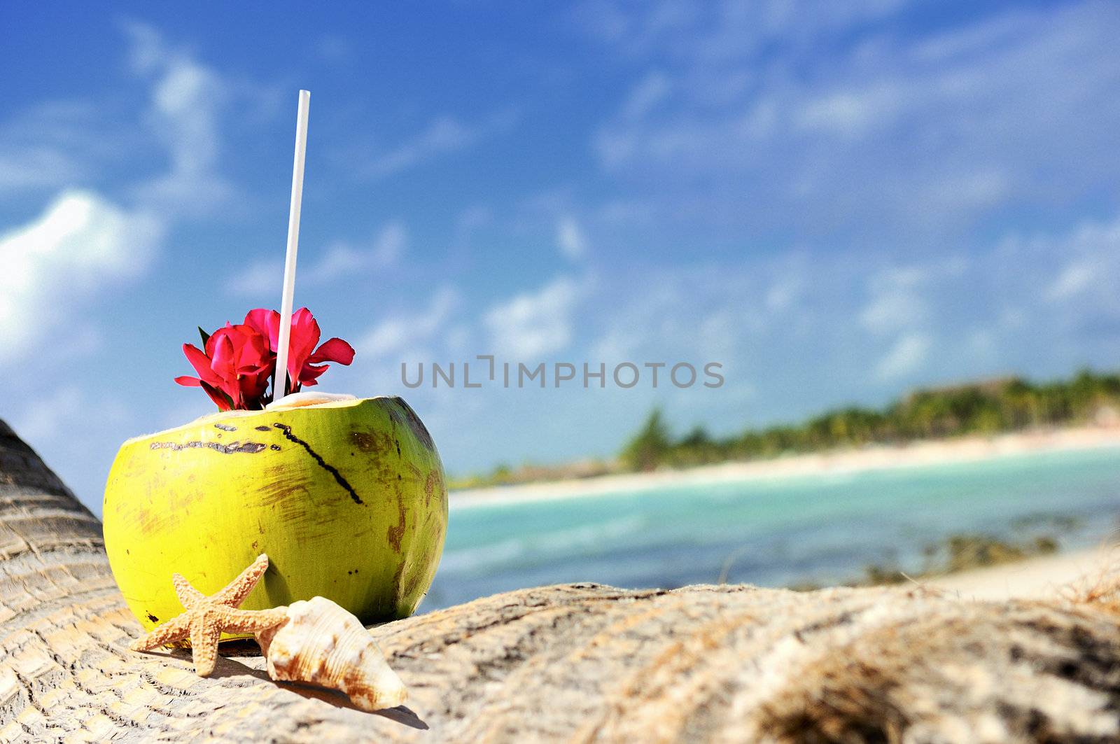 Coconut with drinking straw on a palm tree at the sea