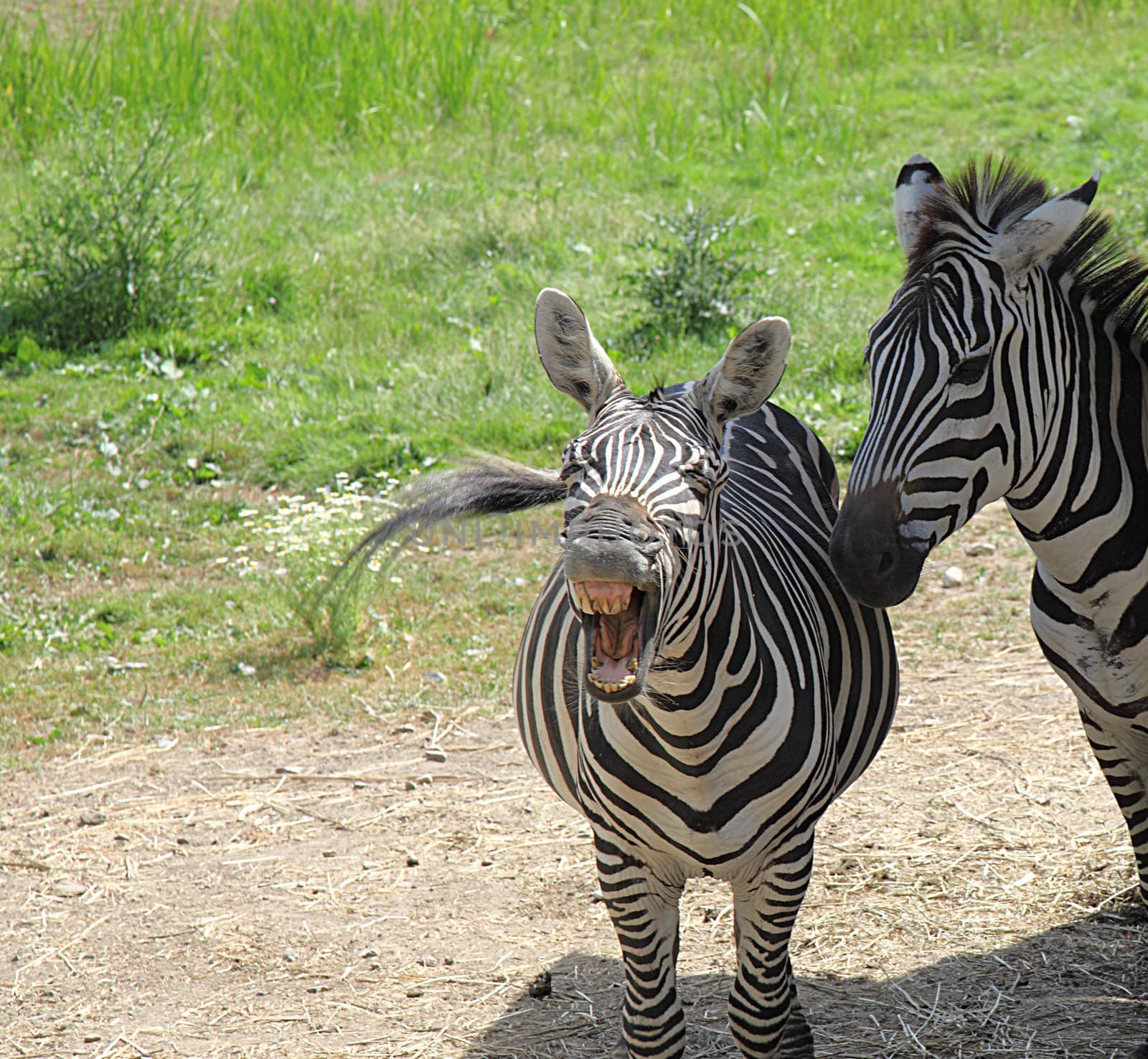 laughing zebra by njene