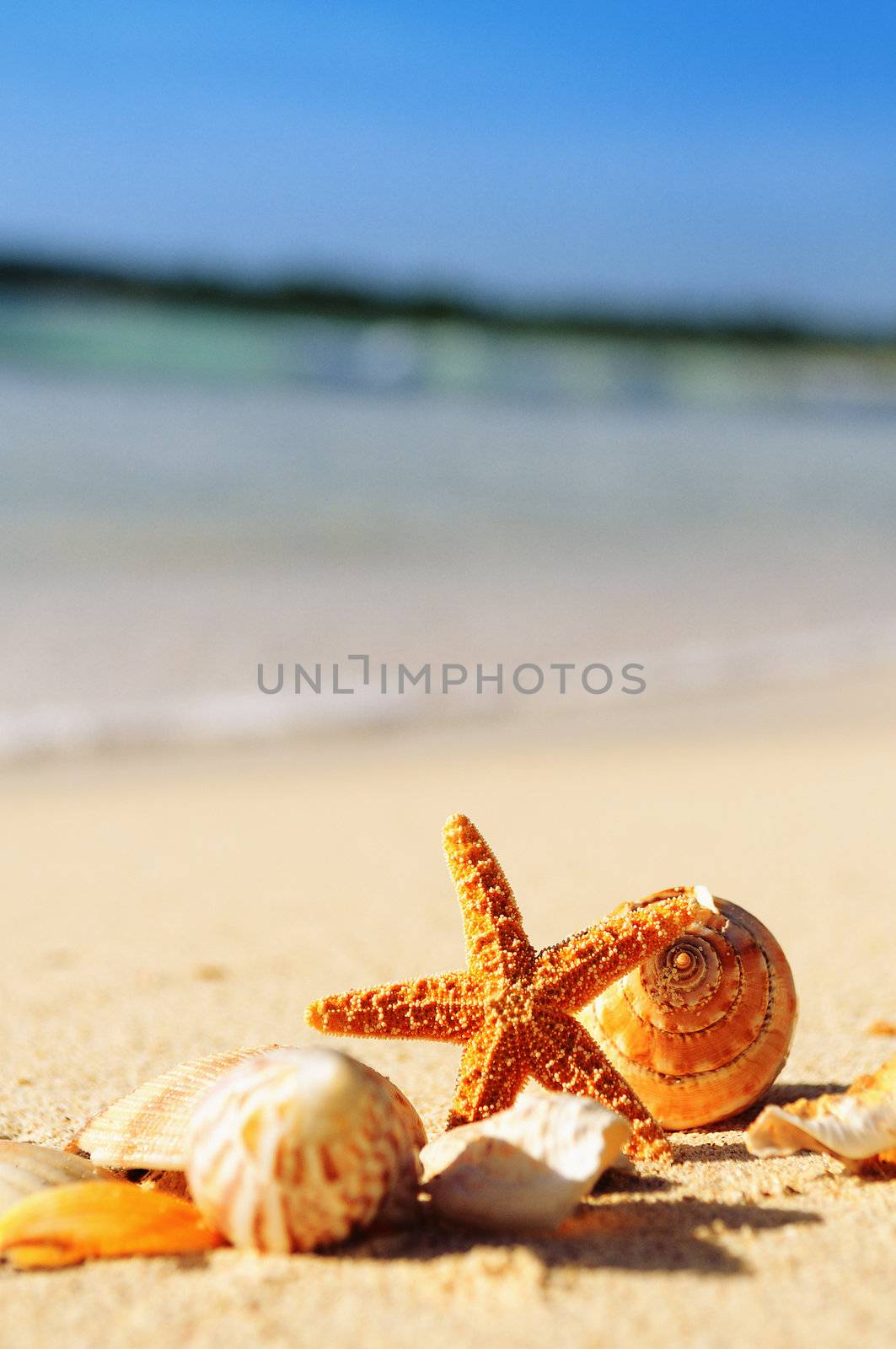 sea shells with sand as background 