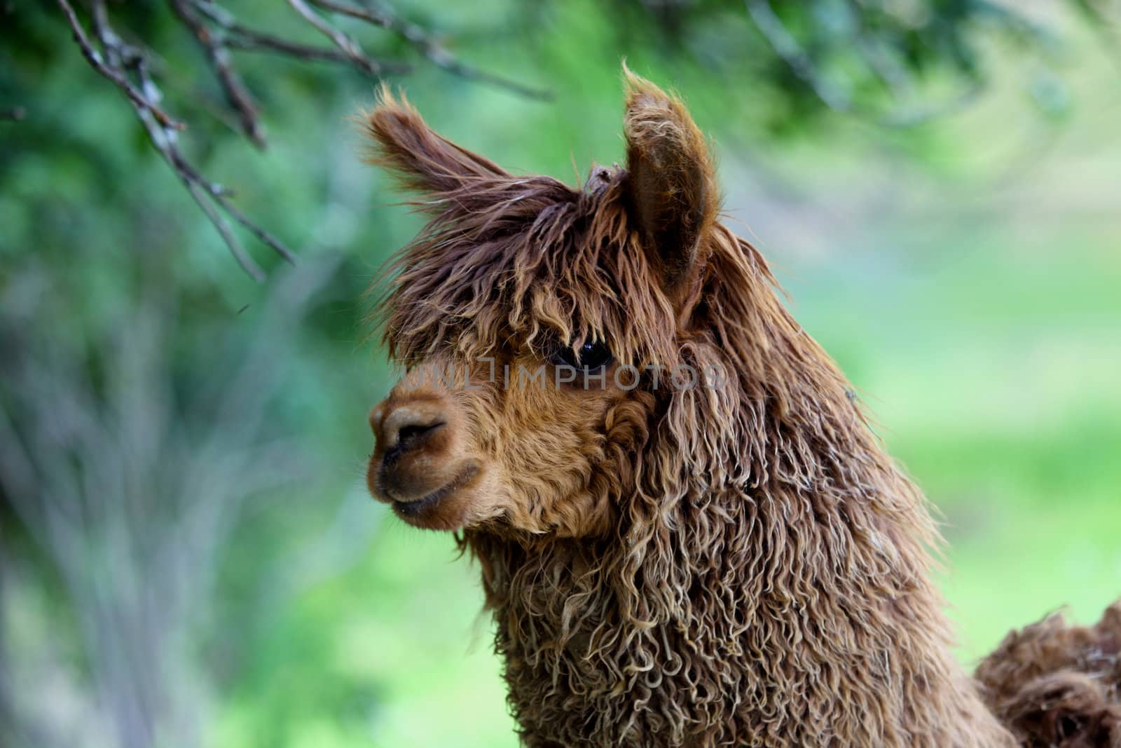 Vicugna pacos, or alpaca related to llama but valued for their wool fiber