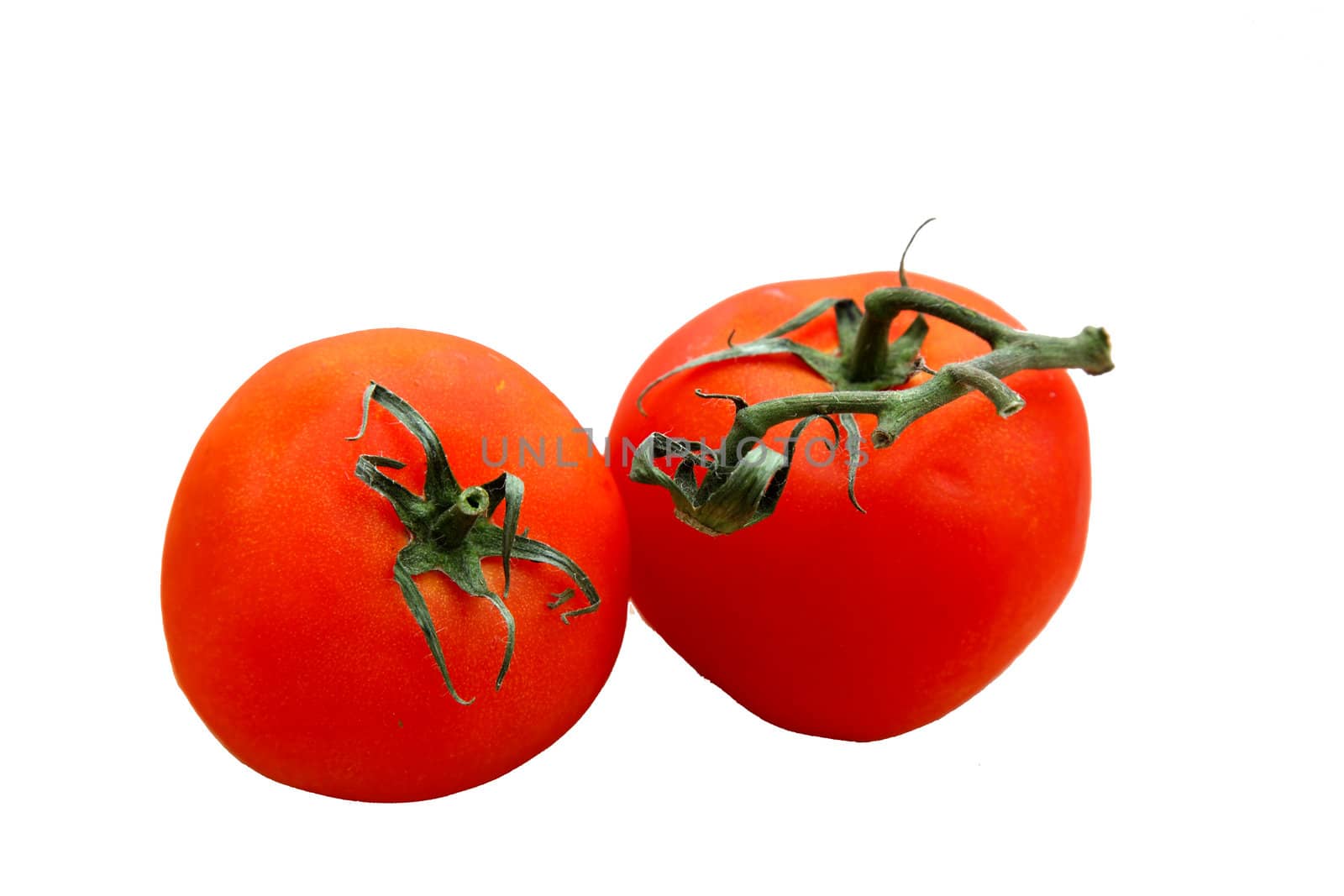 fresh red organic tomatoes with vine still attached isolated