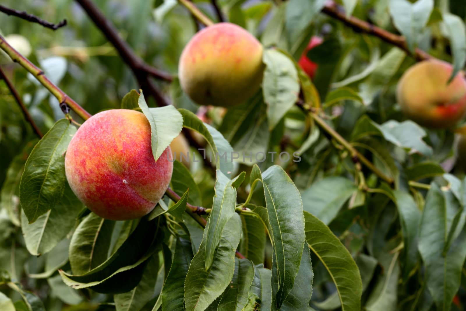 organic fresh ripe peach on tree by njene